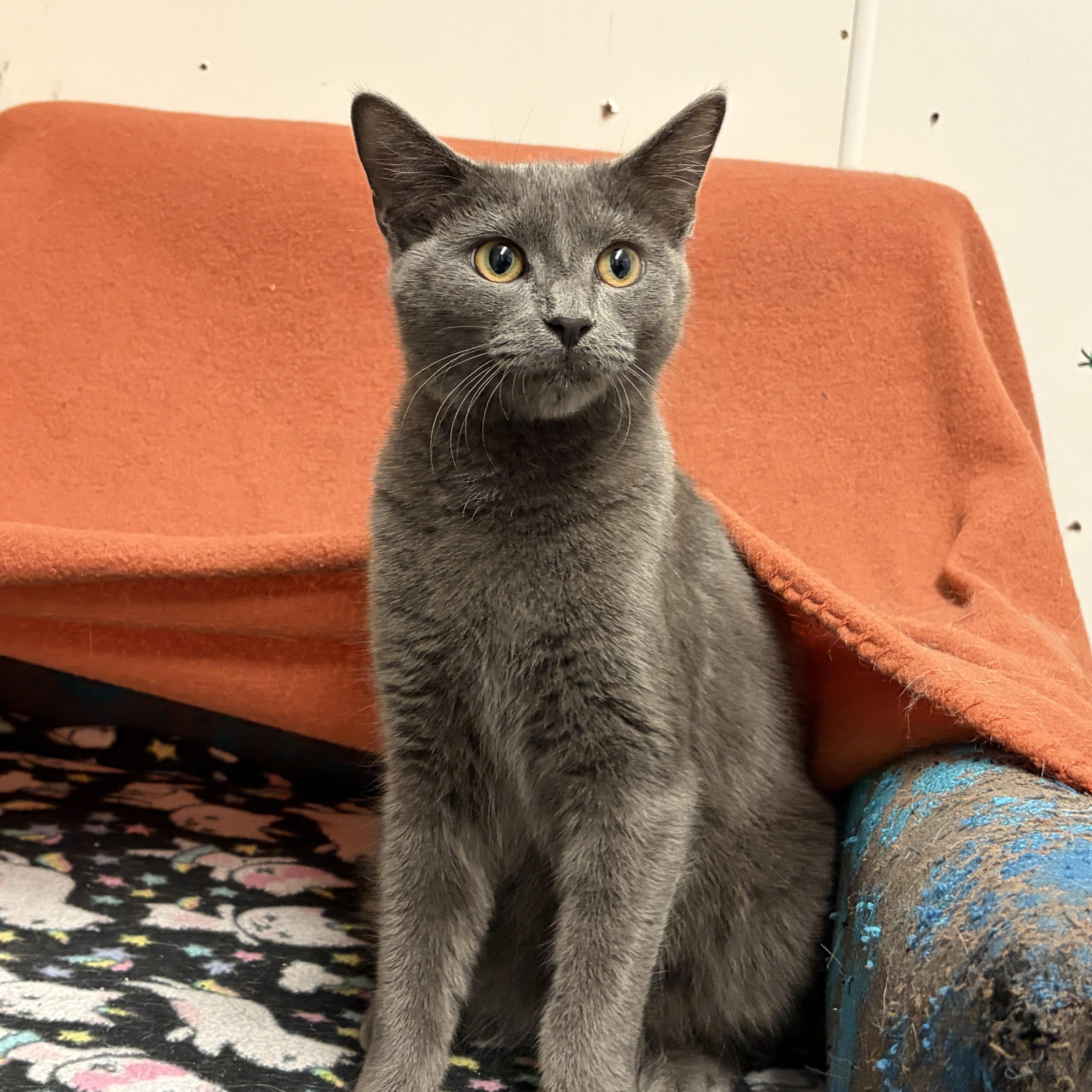 Hendrix, Adoptable, Young Male Domestic Short Hair.