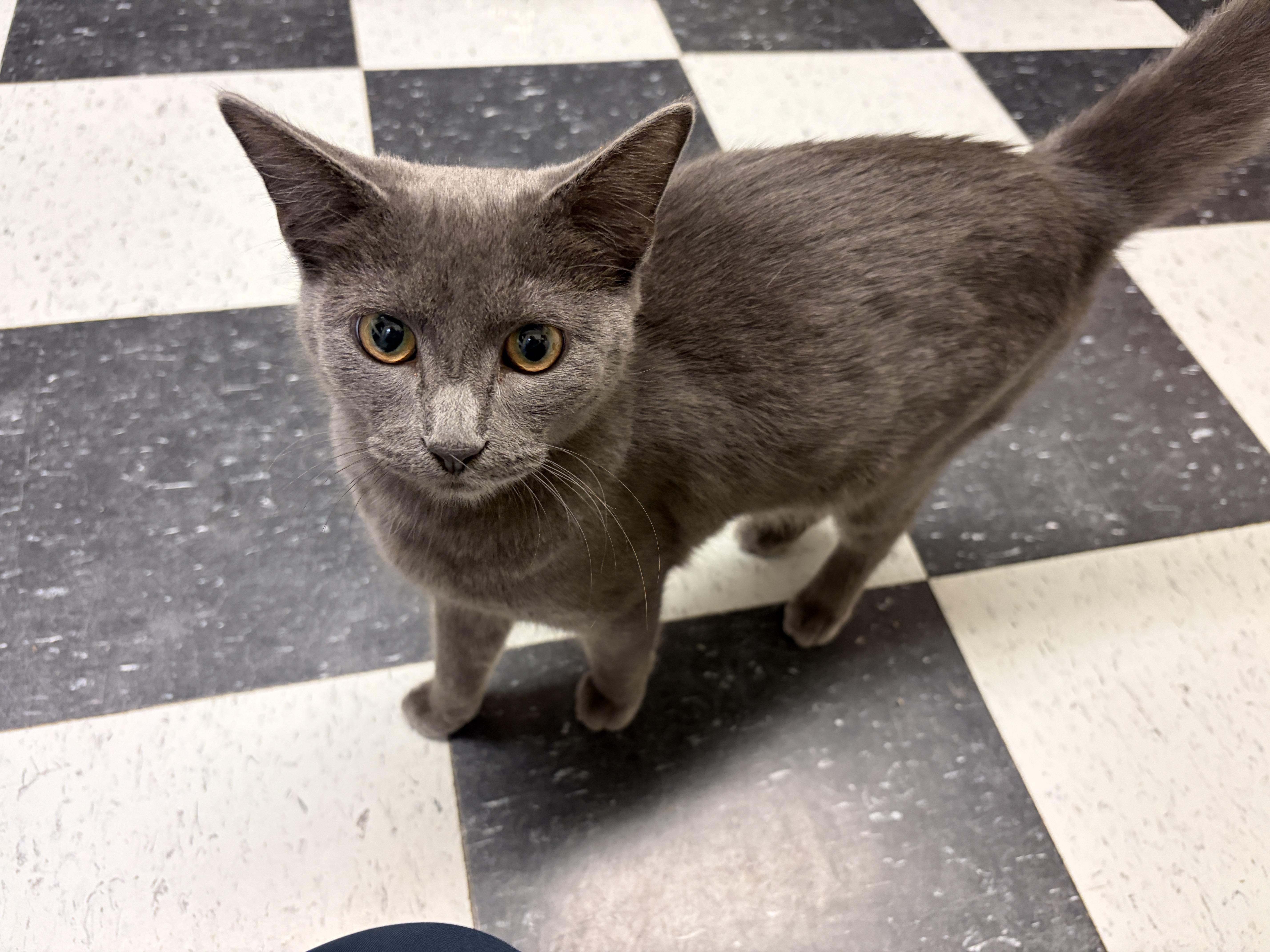 Enlarge Hendrix, a Adoptable Domestic Short Hair in Perry, GA image 3/3