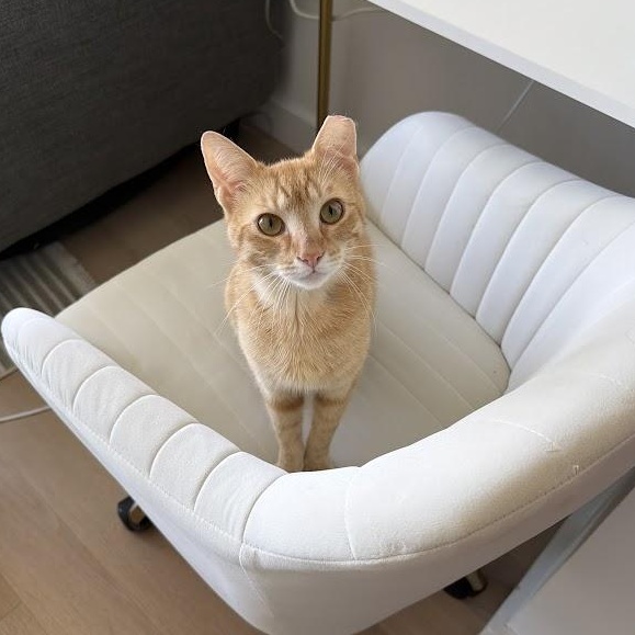 Lionfish, ADOPTABLE, Young Male Domestic Short Hair.
