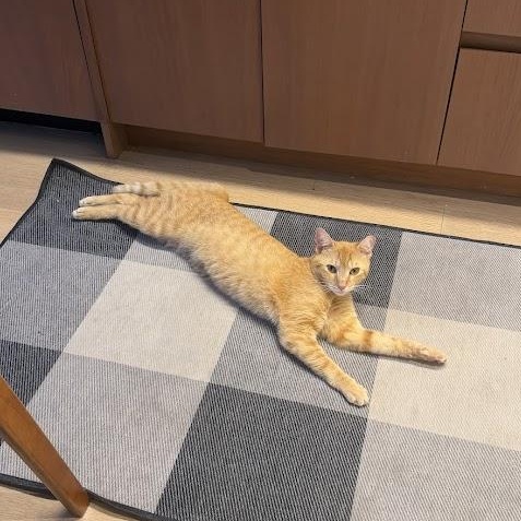 Lionfish, a ADOPTABLE Domestic Short Hair in brooklyn, NY image 3/6