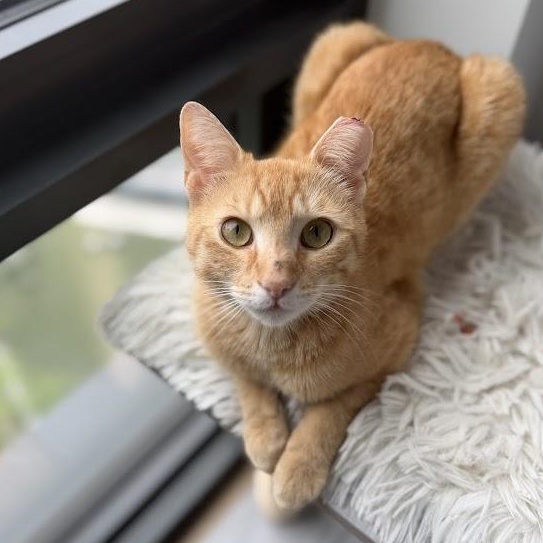 Lionfish, a ADOPTABLE Domestic Short Hair in brooklyn, NY image 2/6