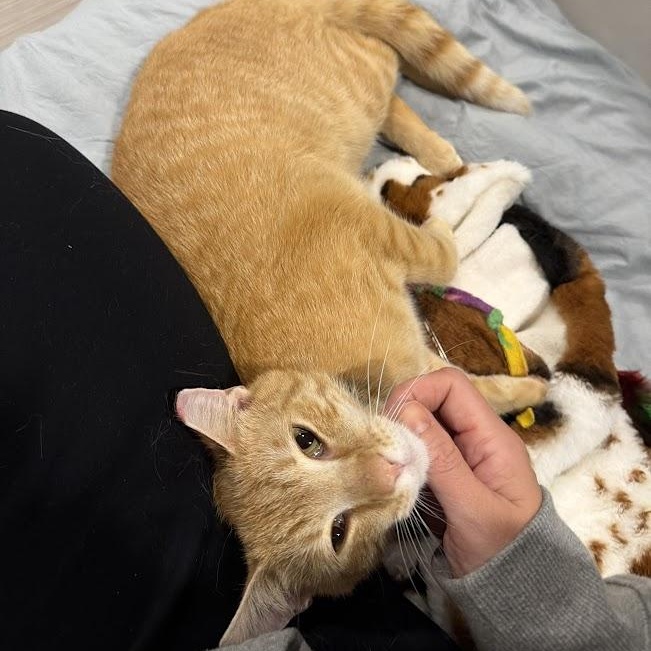 Lionfish, a ADOPTABLE Domestic Short Hair in brooklyn, NY image 5/6
