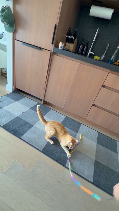 Enlarge Lionfish, a ADOPTABLE Domestic Short Hair in brooklyn, NY video 6/6