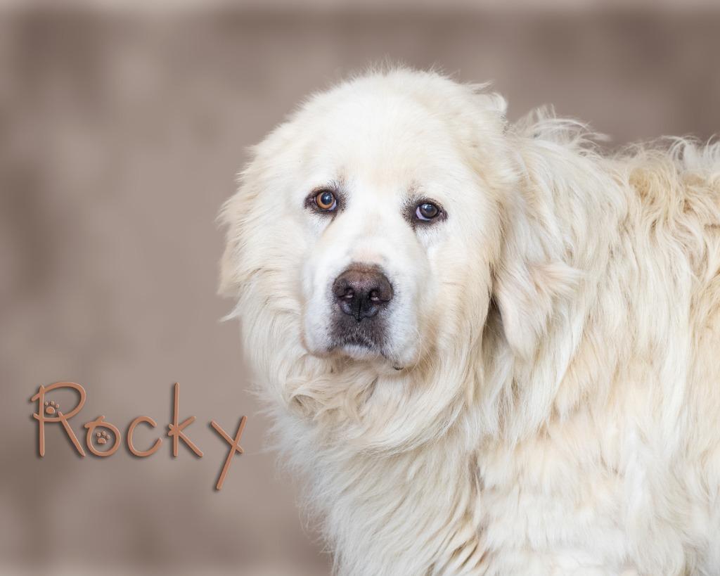 Enlarge Rocky, a ADOPTABLE Great Pyrenees in Somerset, PA image 1/1