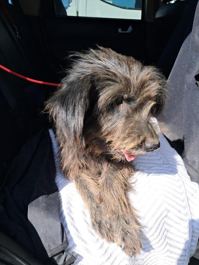 Enlarge Lulu, an adopted Terrier in Seattle, WA image 2/2