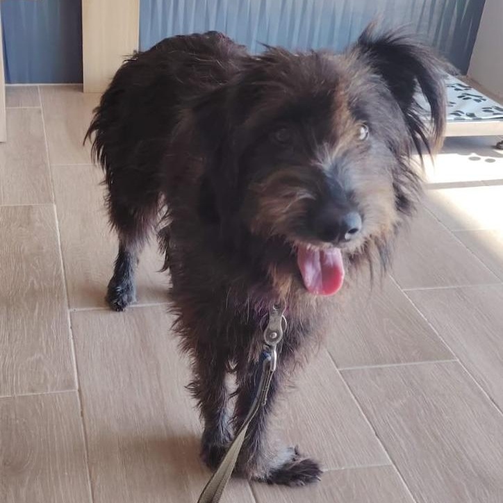 Lulu, adopted, Adult Female Terrier.