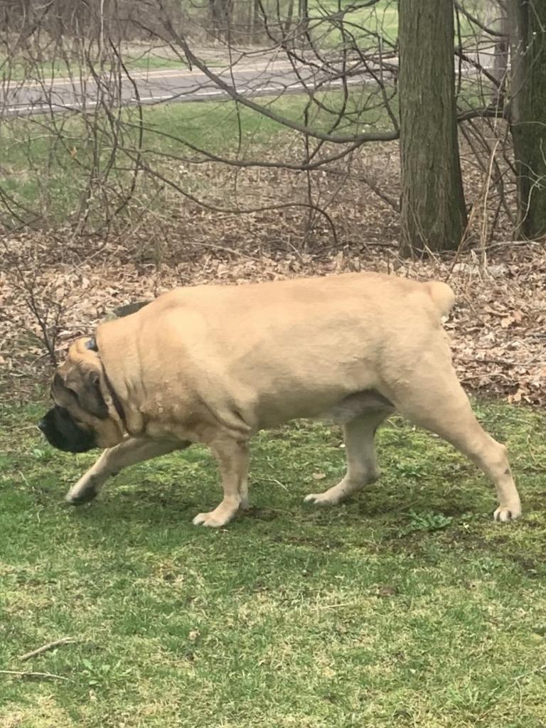 Zeus **Courtesy Listing**, Adoptable, Adult Male Mastiff.