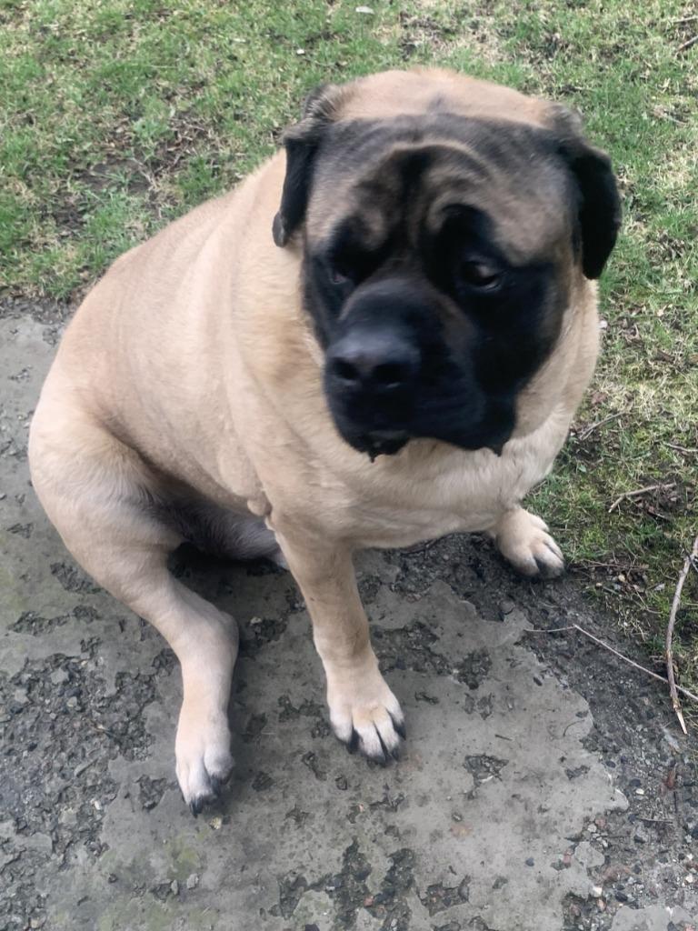 Zeus **Courtesy Listing**, a Adoptable Mastiff in Peru, NY image 2/4