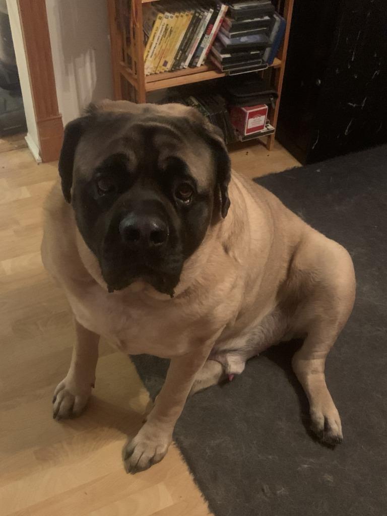 Zeus **Courtesy Listing**, a Adoptable Mastiff in Peru, NY image 3/4