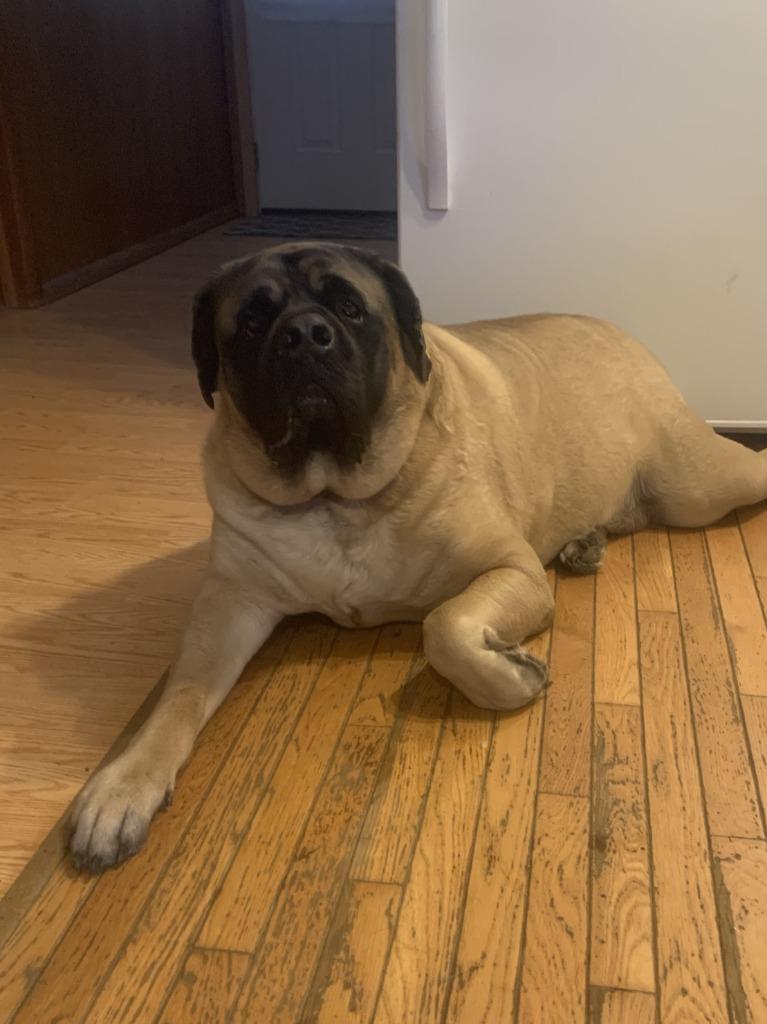 Zeus **Courtesy Listing**, a Adoptable Mastiff in Peru, NY image 4/4