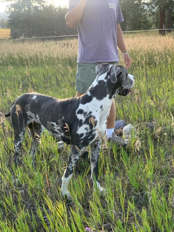 Kayla - Courtesy Listing see info, Adoptable, Young Female Great Dane.