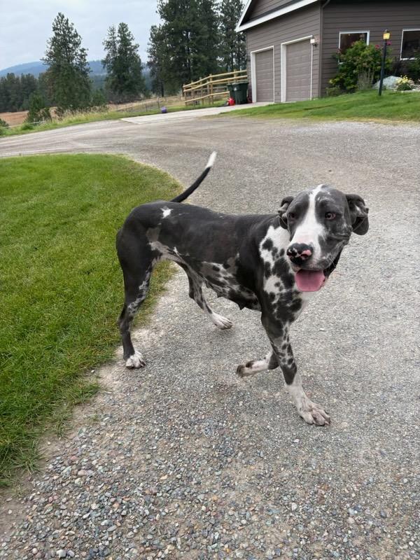 Kayla - Courtesy Listing see info, an adoptable Great Dane in Polson, MT, 59860 | Photo Image 1