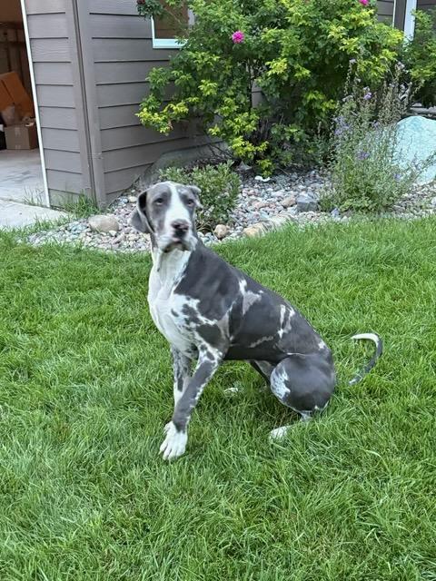 Kayla - Courtesy Listing see info, a Adoptable Great Dane in Polson, MT image 3/3