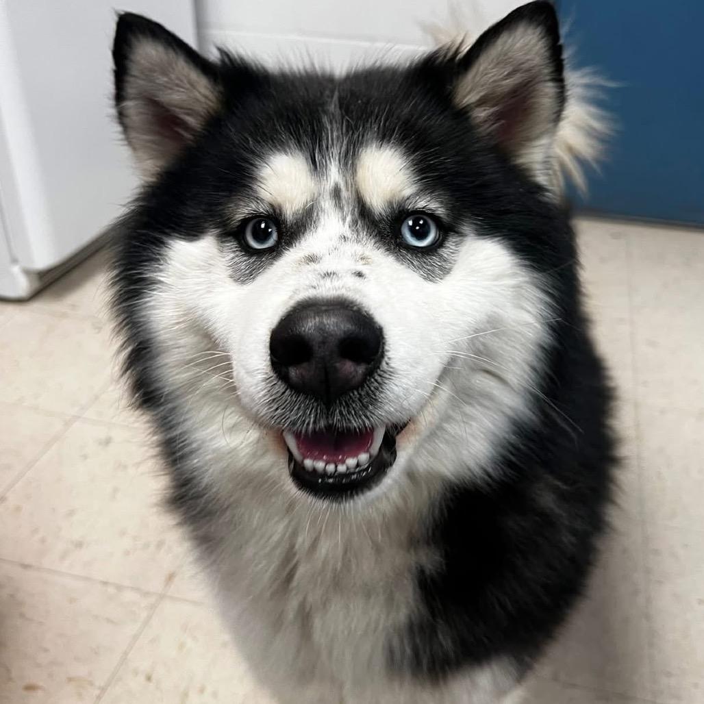 Jelly Bean, Adoptable, Adult Female Siberian Husky.