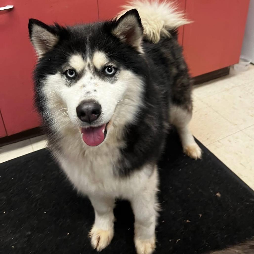 Enlarge Jelly Bean, a Adoptable Siberian Husky in Blaine, MN image 2/3
