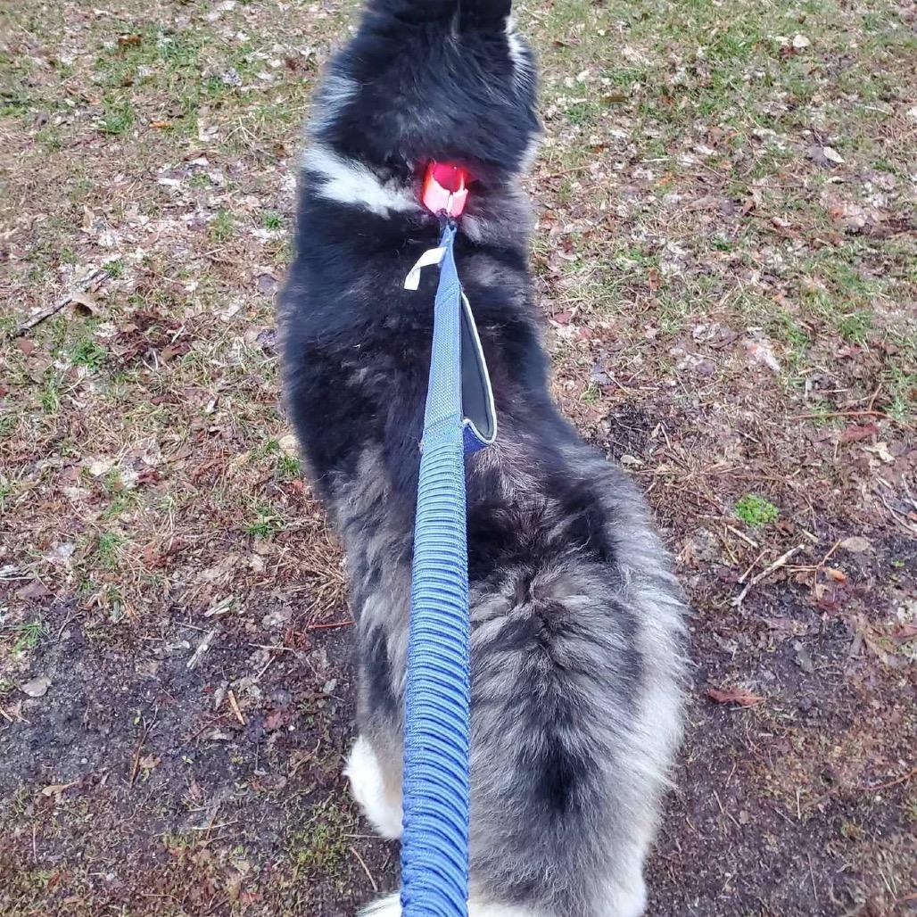 Enlarge Jelly Bean, a Adoptable Siberian Husky in Blaine, MN image 3/3