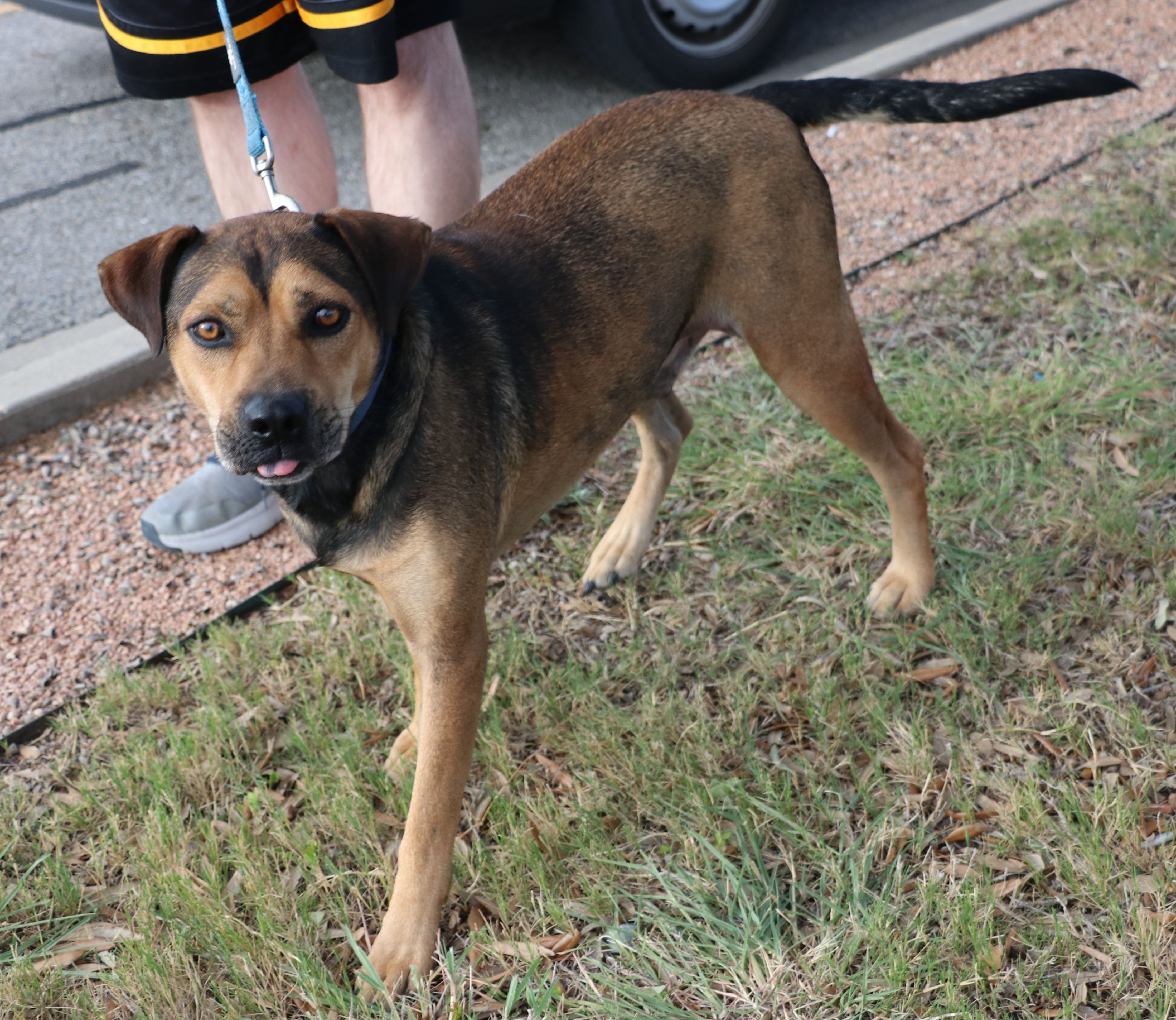 Duke K, Adoptable, Adult Male Labrador Retriever & Shepherd.