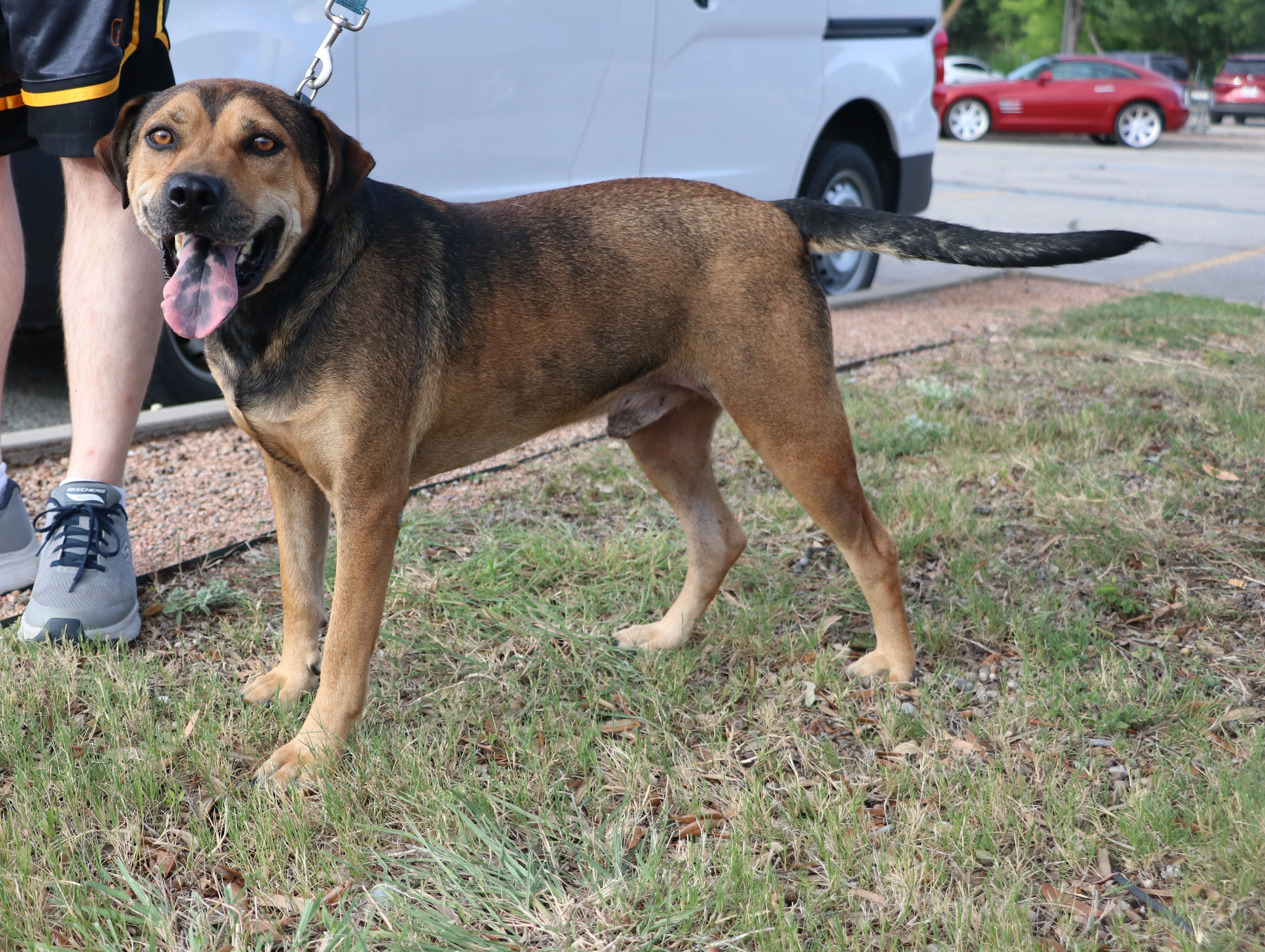 Enlarge Duke K, a Adoptable mixed breed in Pflugerville, TX image 2/12