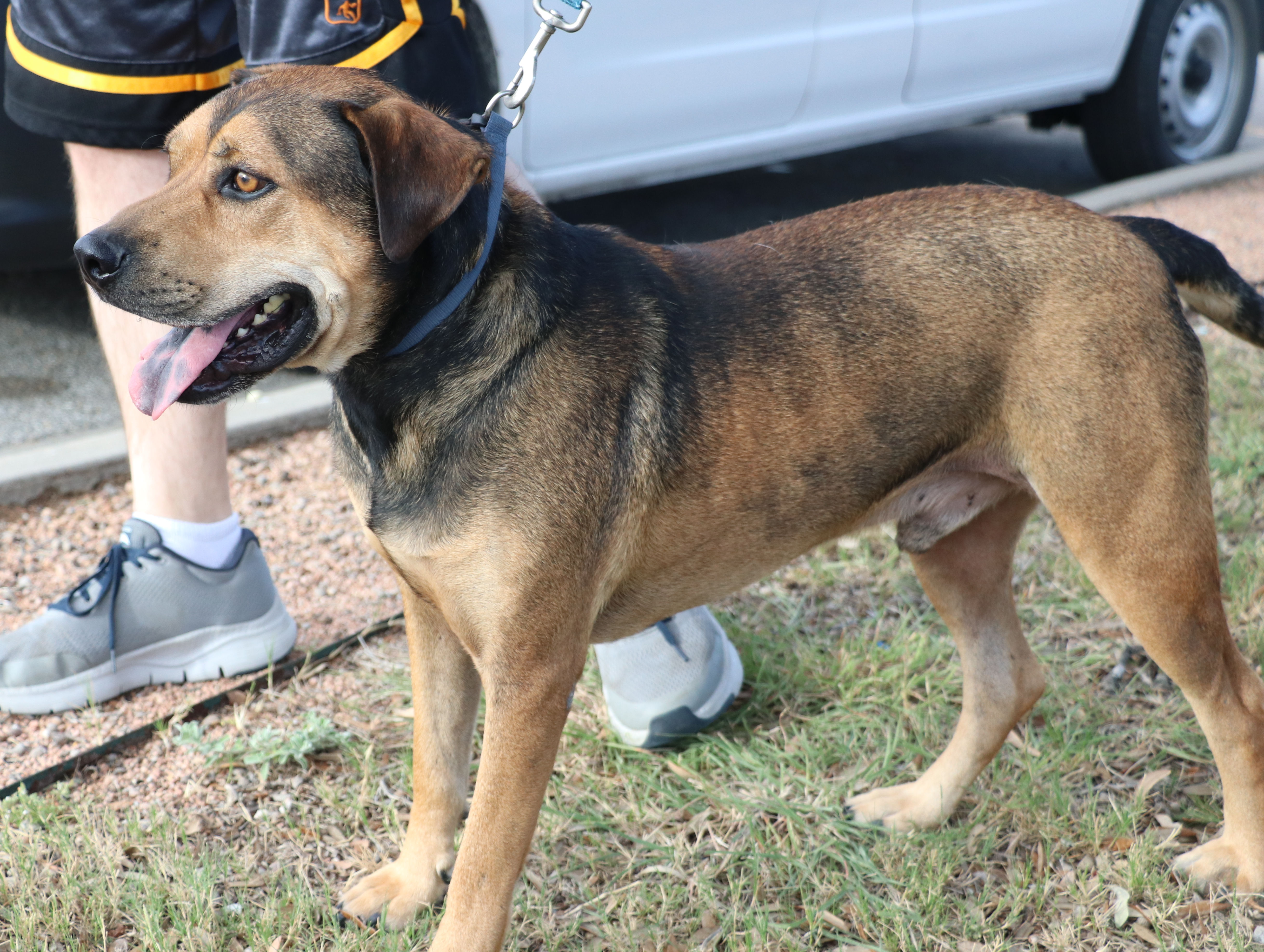 Enlarge Duke K, a Adoptable mixed breed in Pflugerville, TX image 3/12
