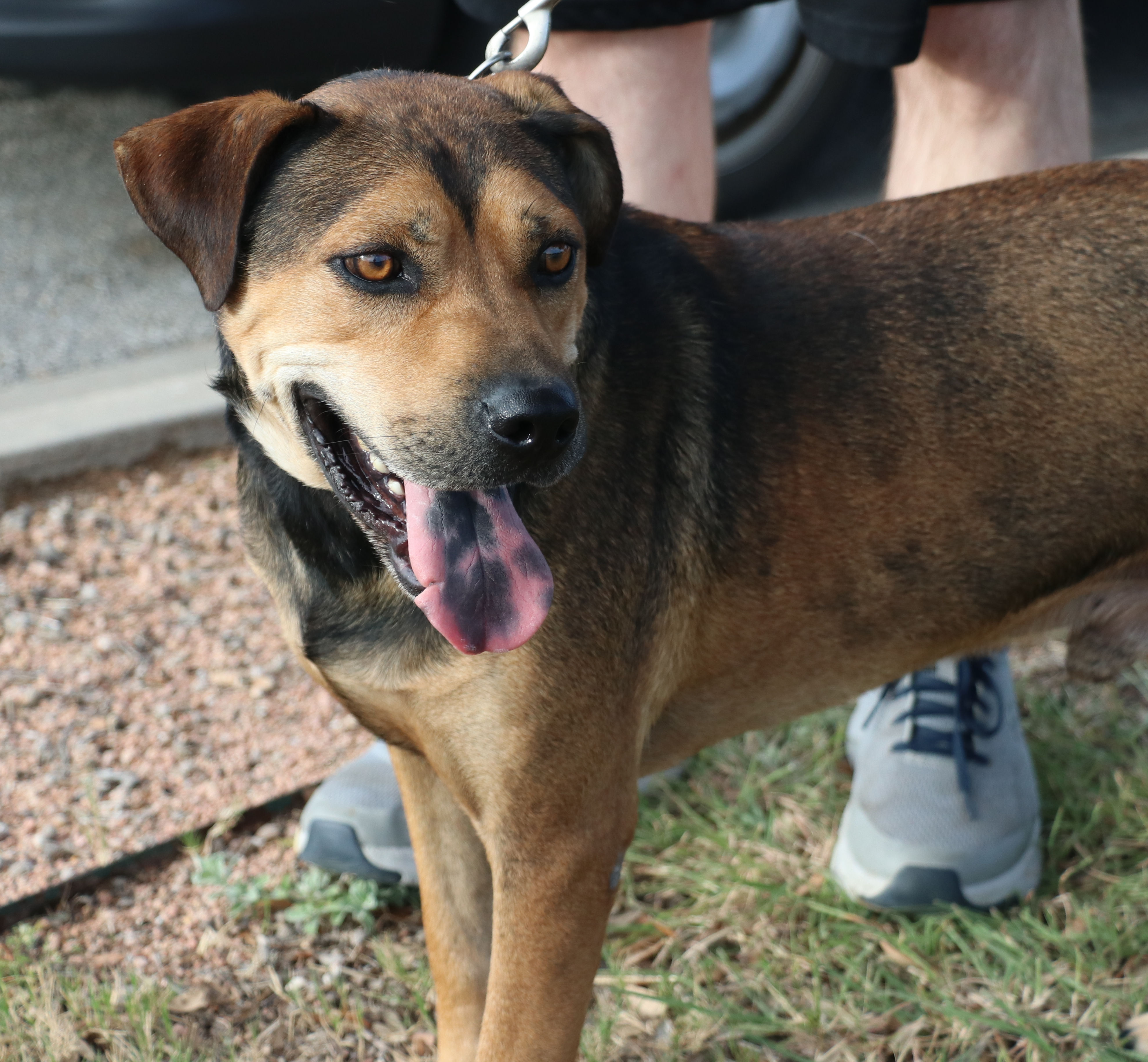 Enlarge Duke K, a Adoptable mixed breed in Pflugerville, TX image 4/12