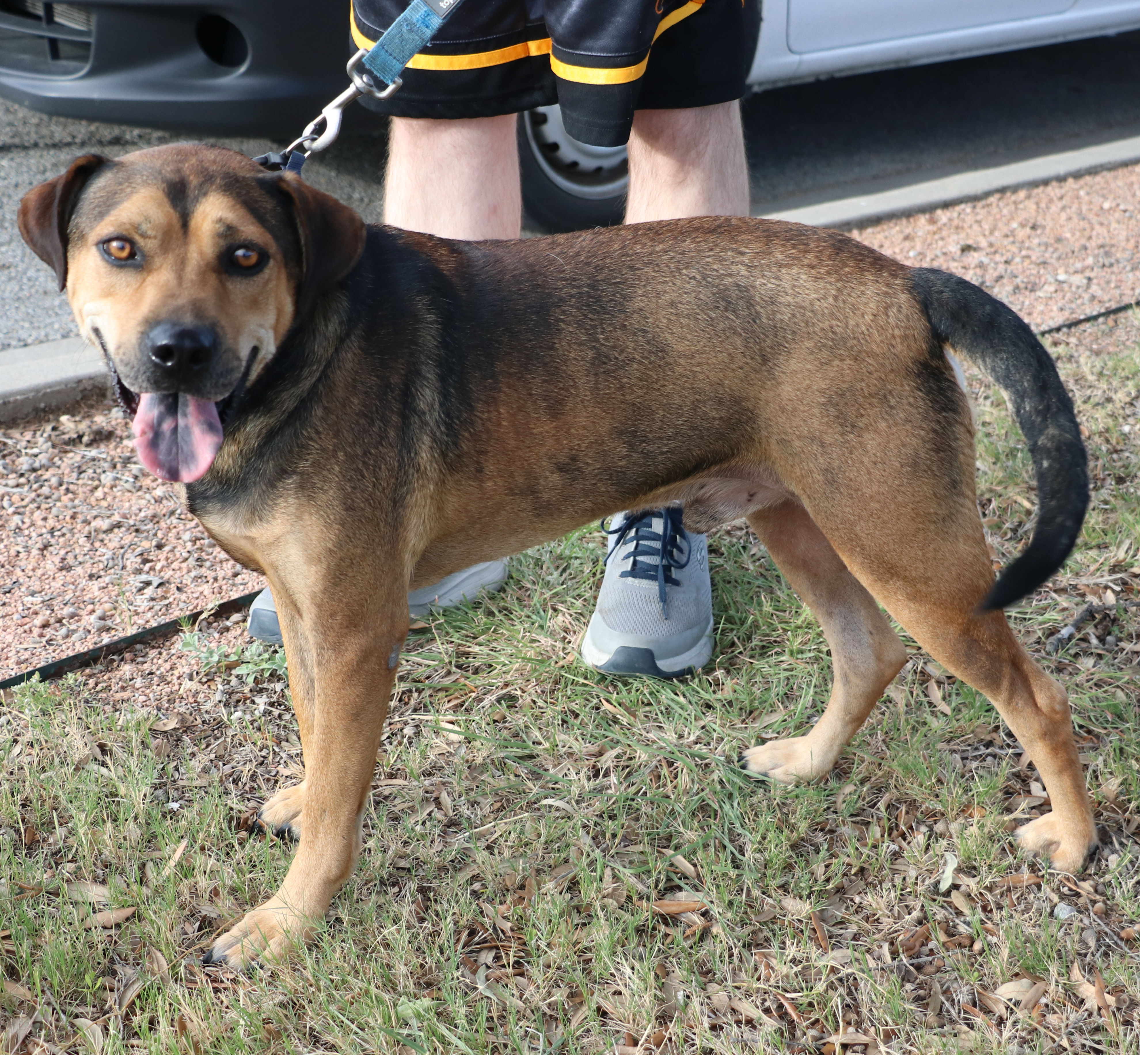 Enlarge Duke K, a Adoptable mixed breed in Pflugerville, TX image 5/12
