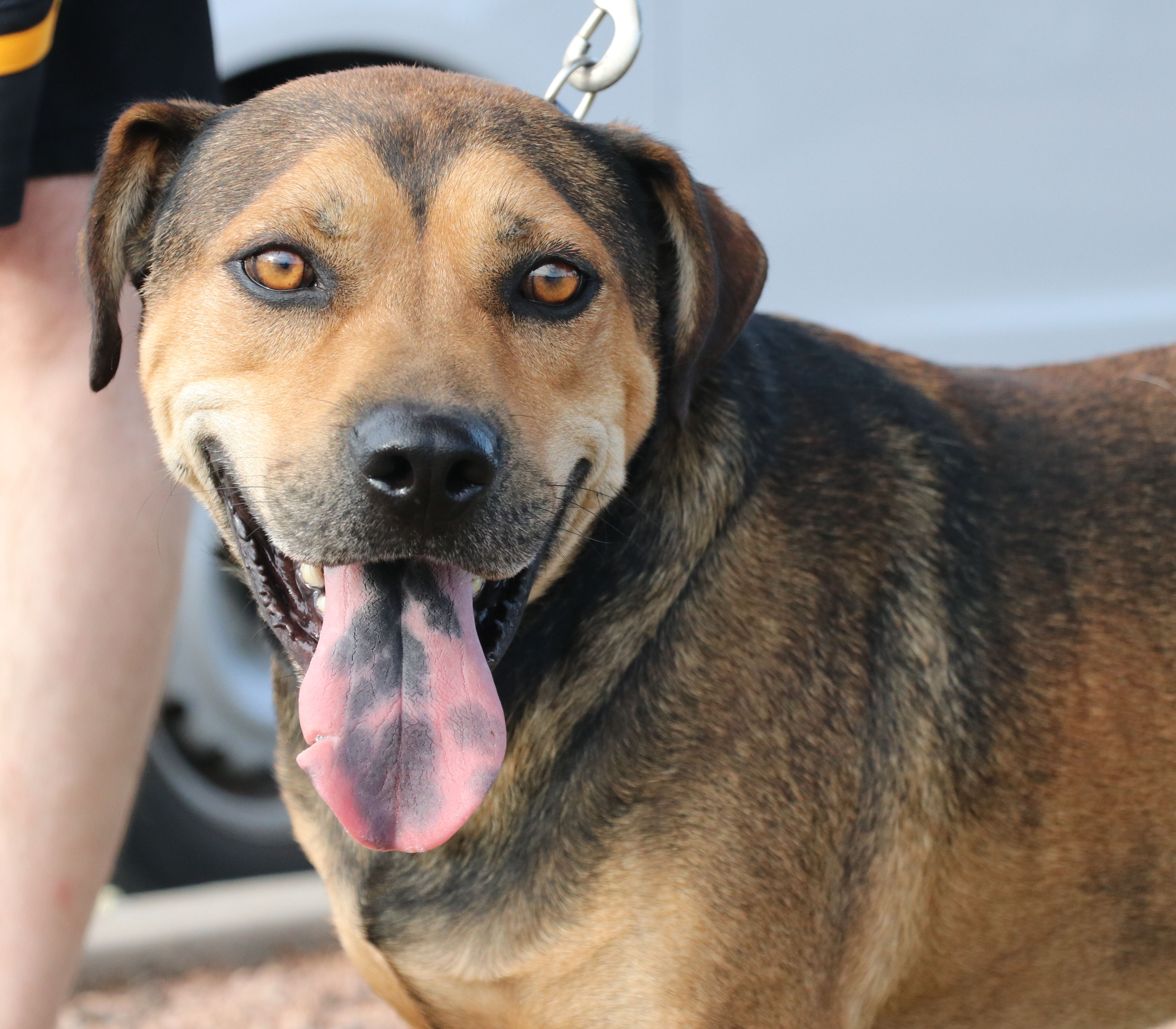 Enlarge Duke K, a Adoptable mixed breed in Pflugerville, TX image 6/12