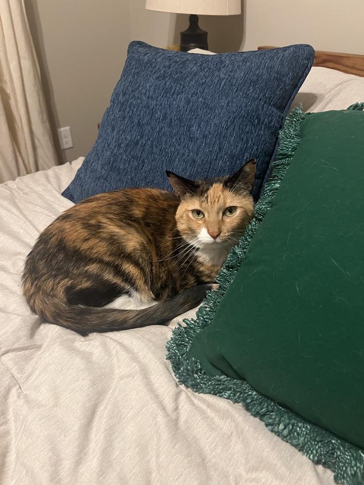 Nutmeg, Adoptable, Adult Female Calico & Domestic Medium Hair.