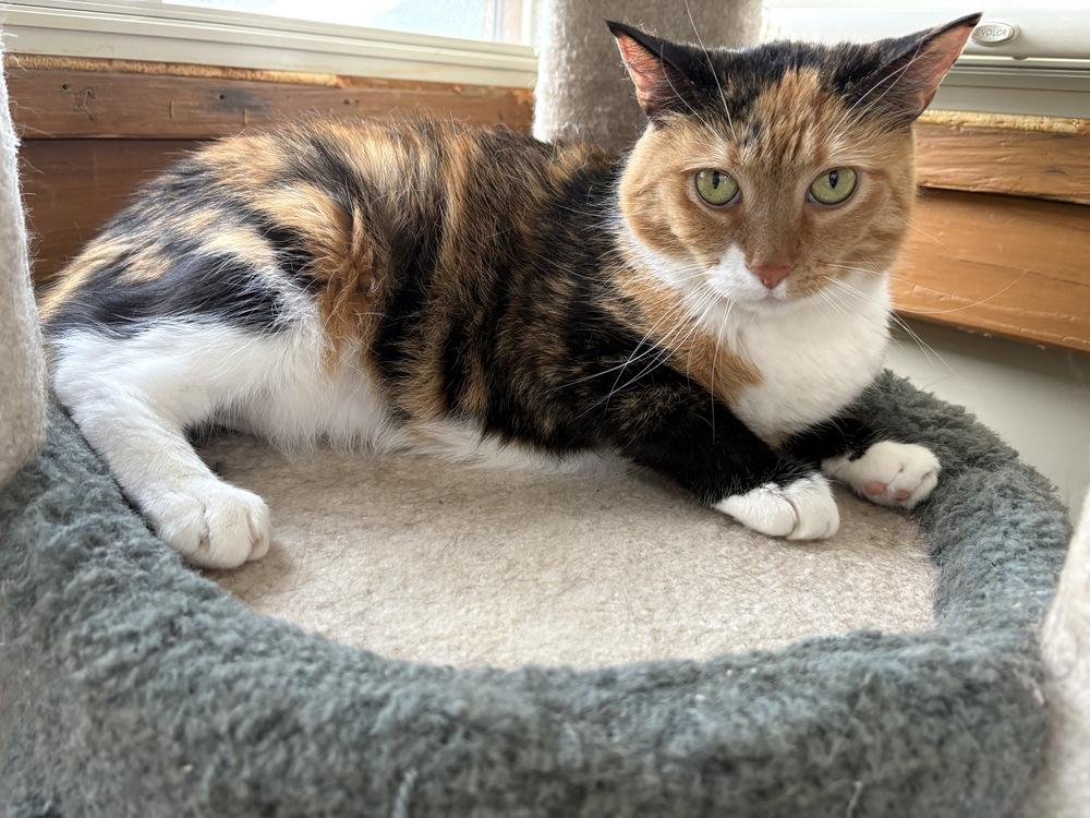Enlarge Nutmeg, a Adoptable mixed breed in Harpers Ferry, WV image 2/4