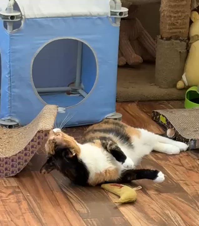 Enlarge Nutmeg, a Adoptable mixed breed in Harpers Ferry, WV video 4/4