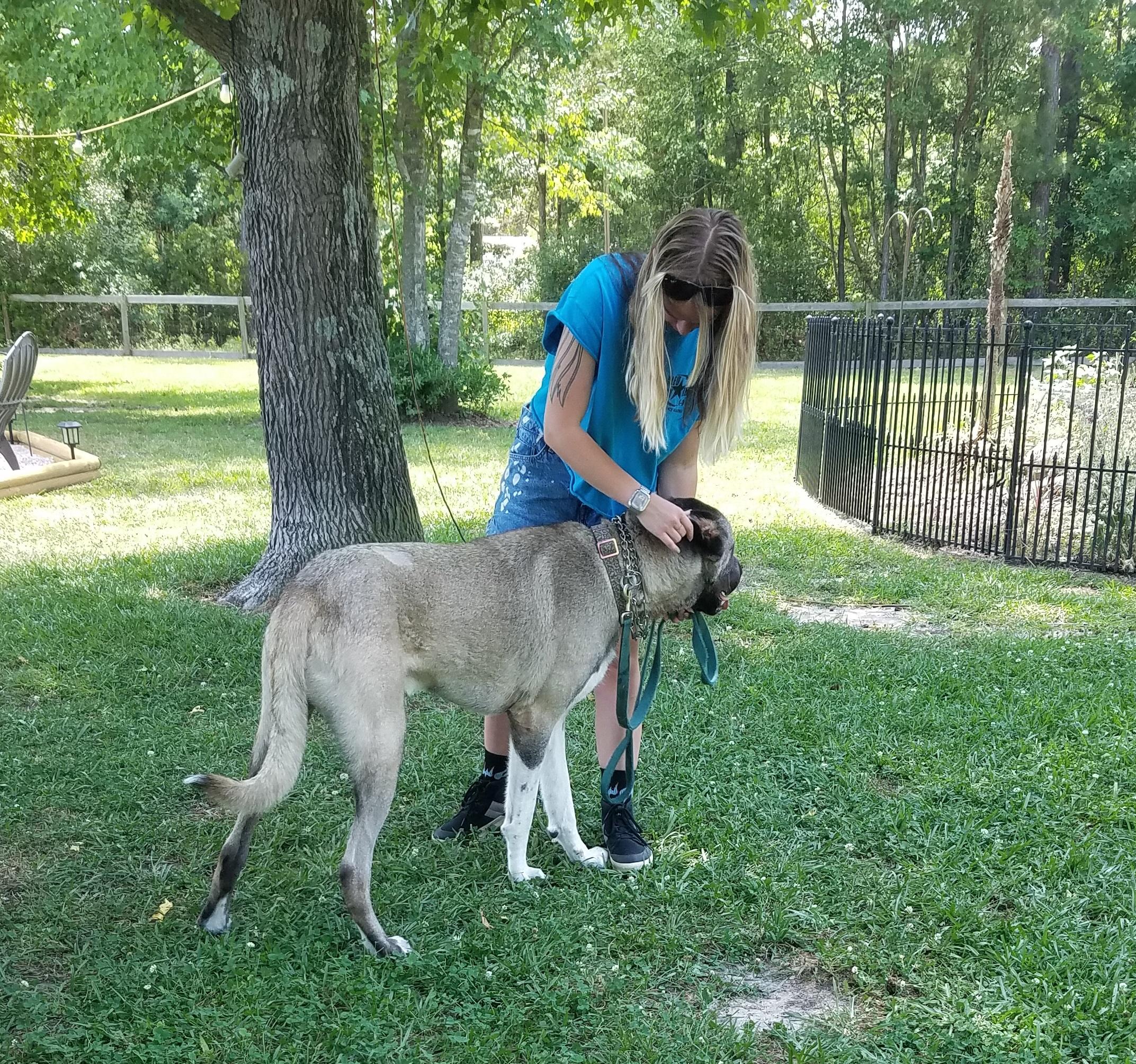 Poe, a ADOPTABLE Anatolian Shepherd in Wilmington, NC image 2/2