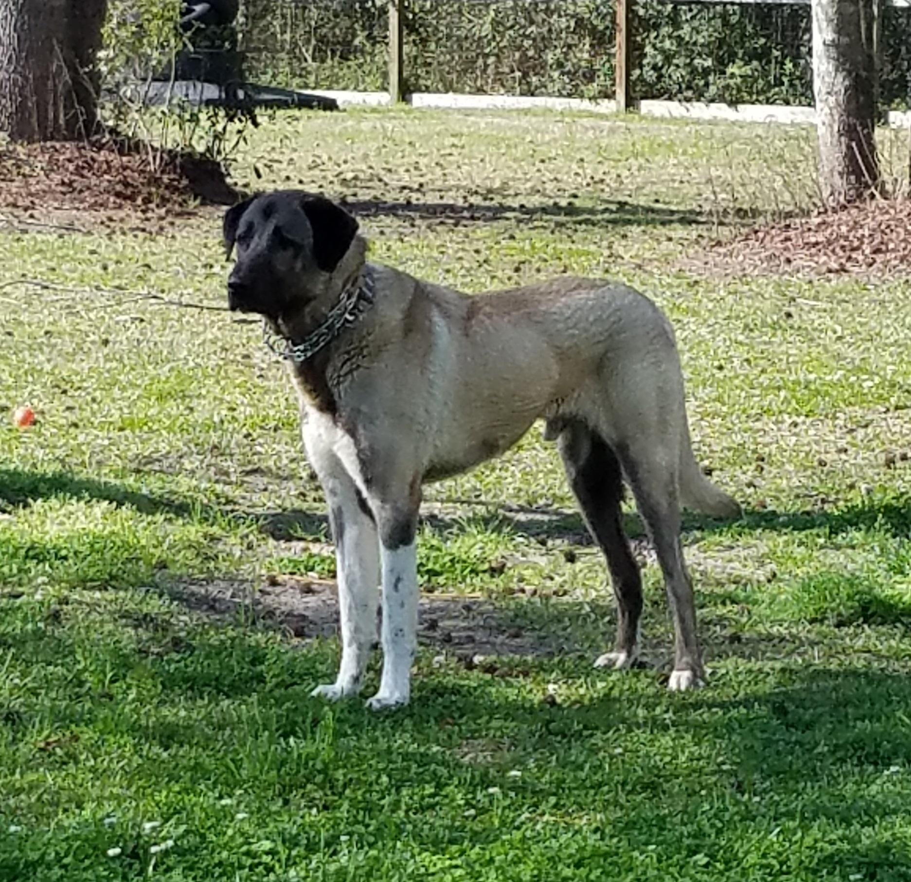 Poe, ADOPTABLE, Puppy Male Anatolian Shepherd.