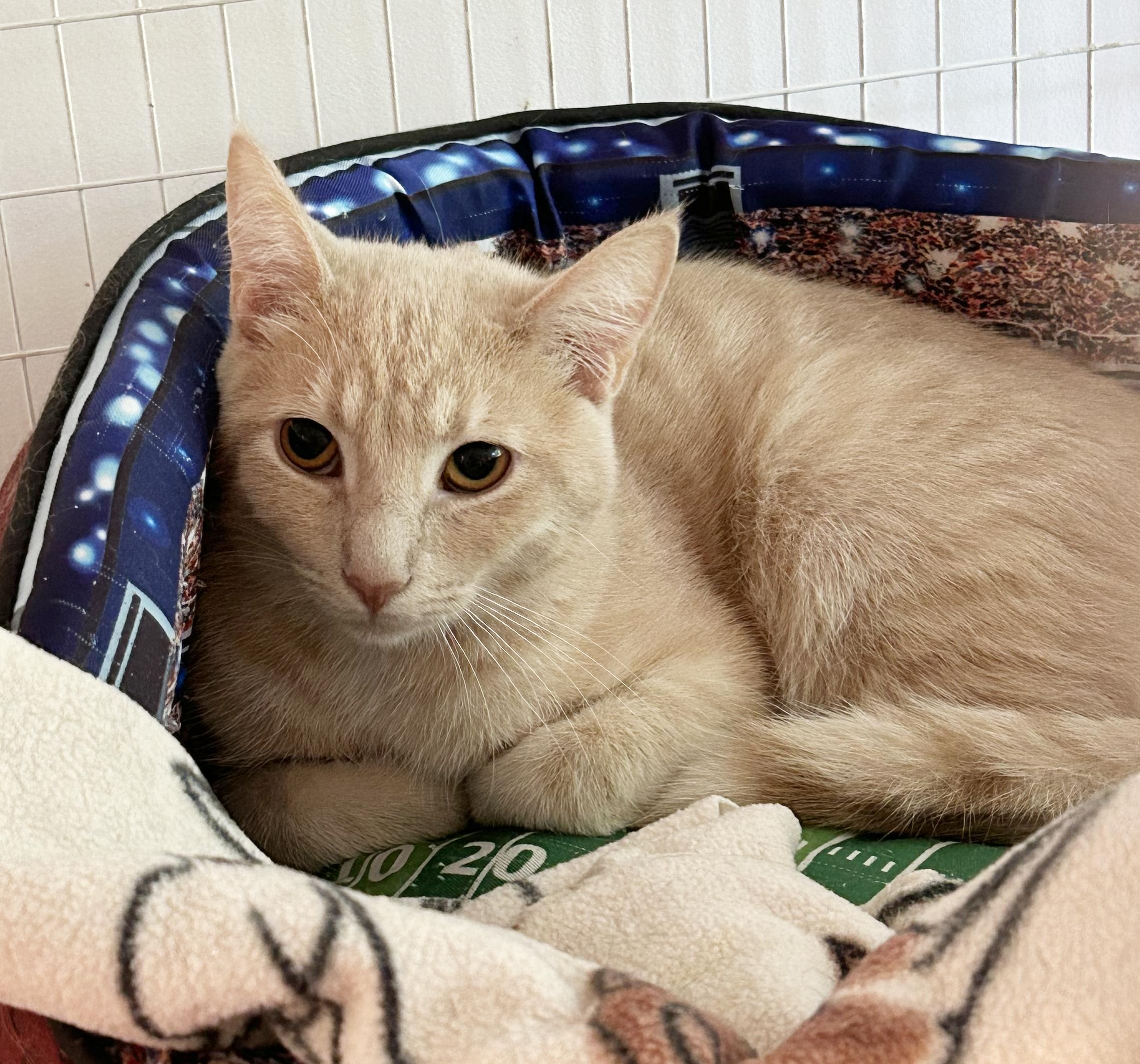 Enlarge Kai, a Adoptable Tabby in Parkville, MO image 2/4