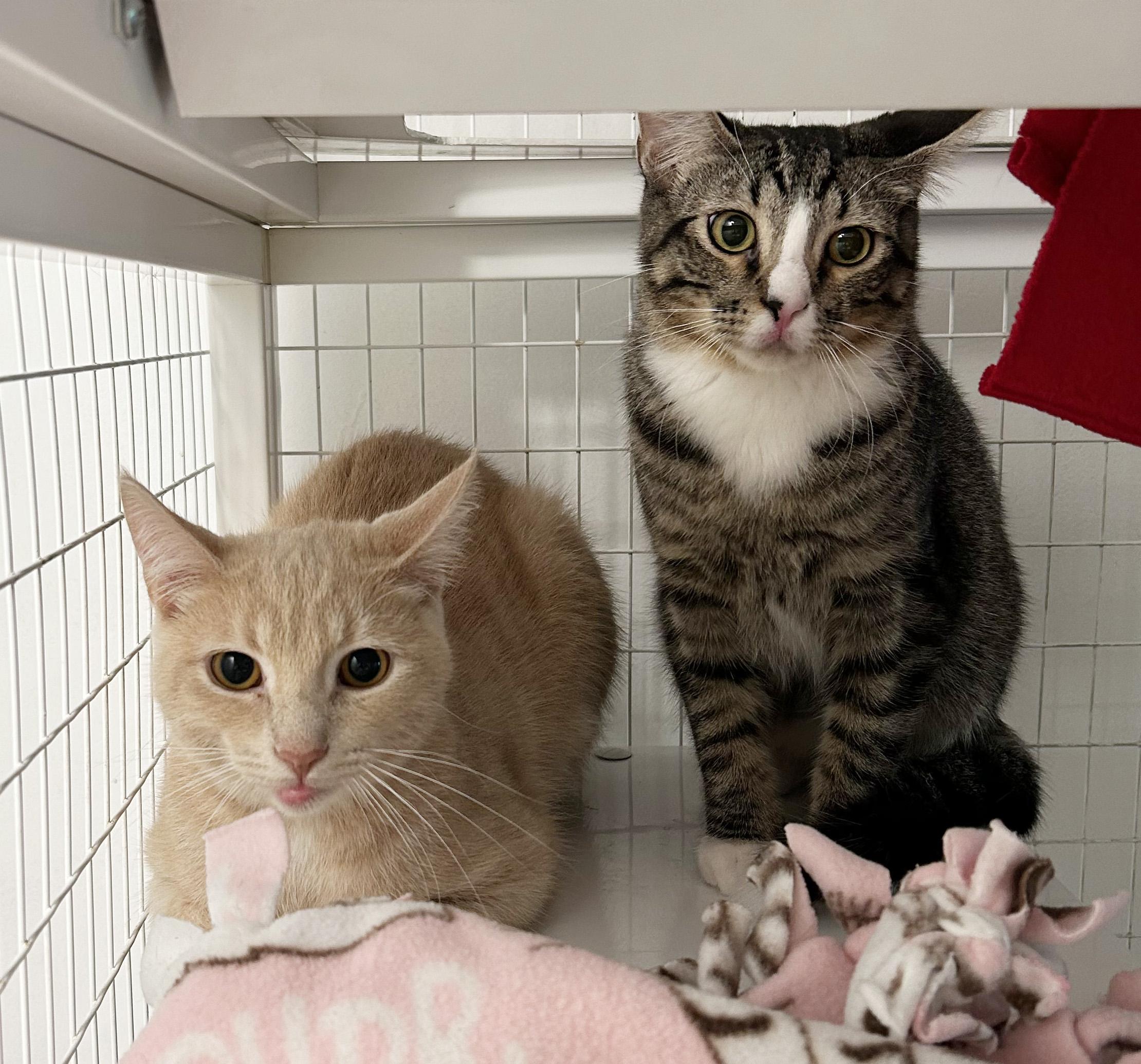 Enlarge Kai, a Adoptable Tabby in Parkville, MO image 4/4