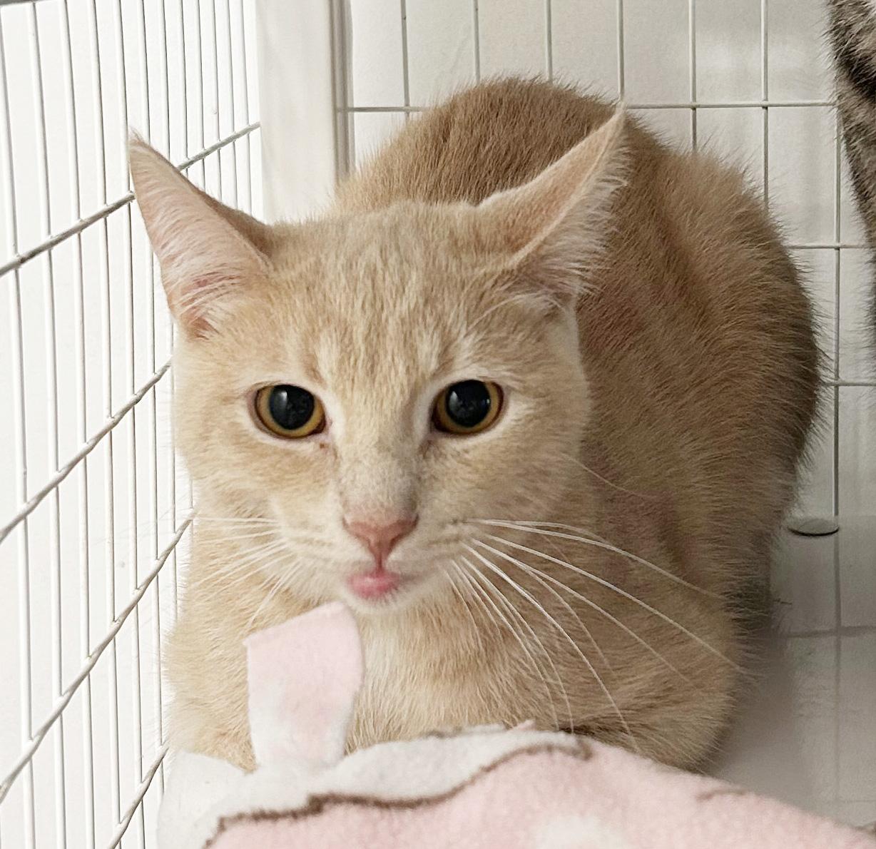 Enlarge Kai, a Adoptable Tabby in Parkville, MO image 3/4