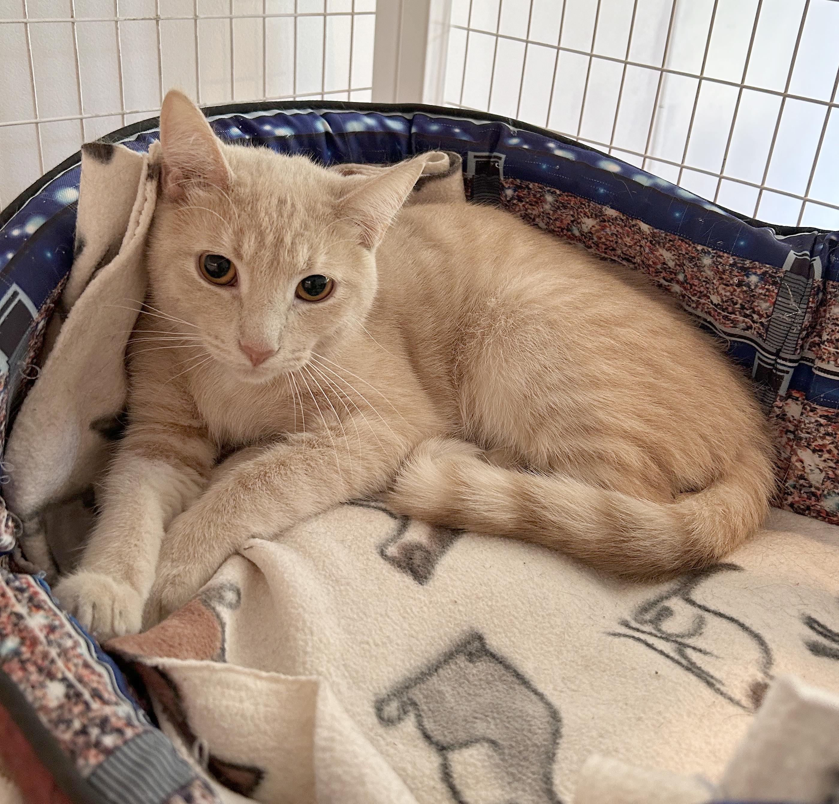 Enlarge Kai, a Adoptable Tabby in Parkville, MO image 1/4