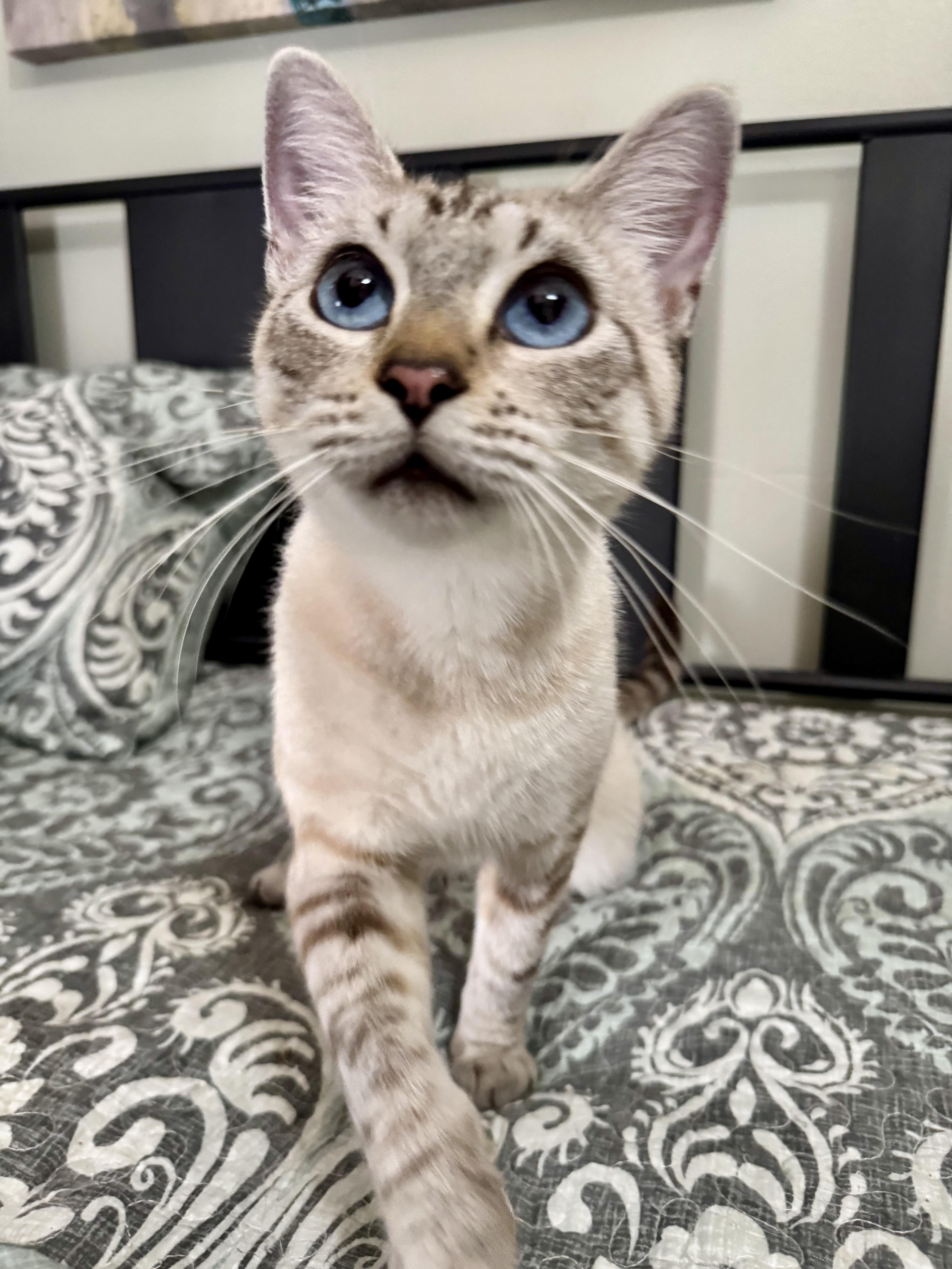 Champagne, a Adoptable mixed breed in Tallahassee, FL image 3/6