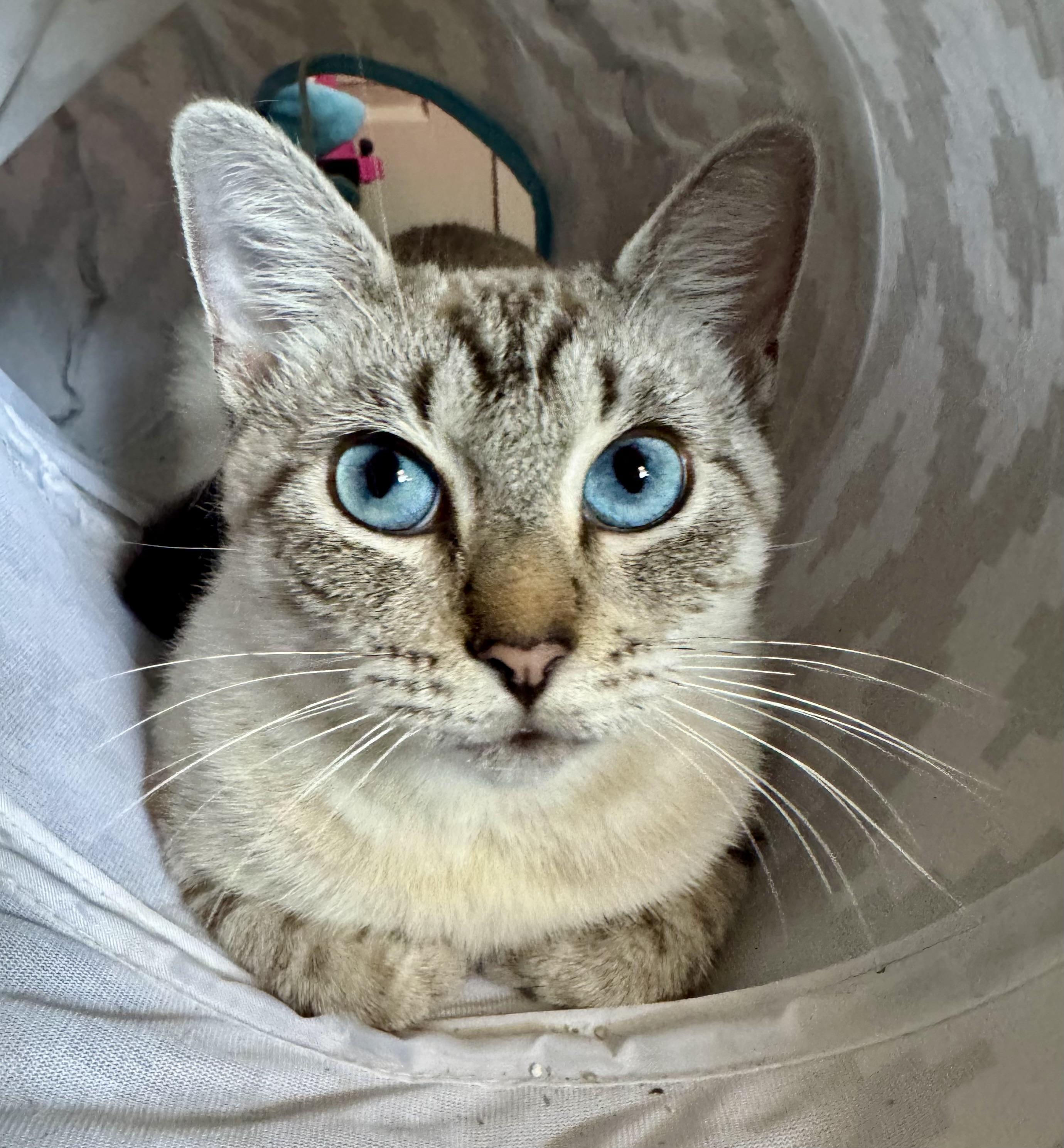 Champagne, a Adoptable mixed breed in Tallahassee, FL image 2/6