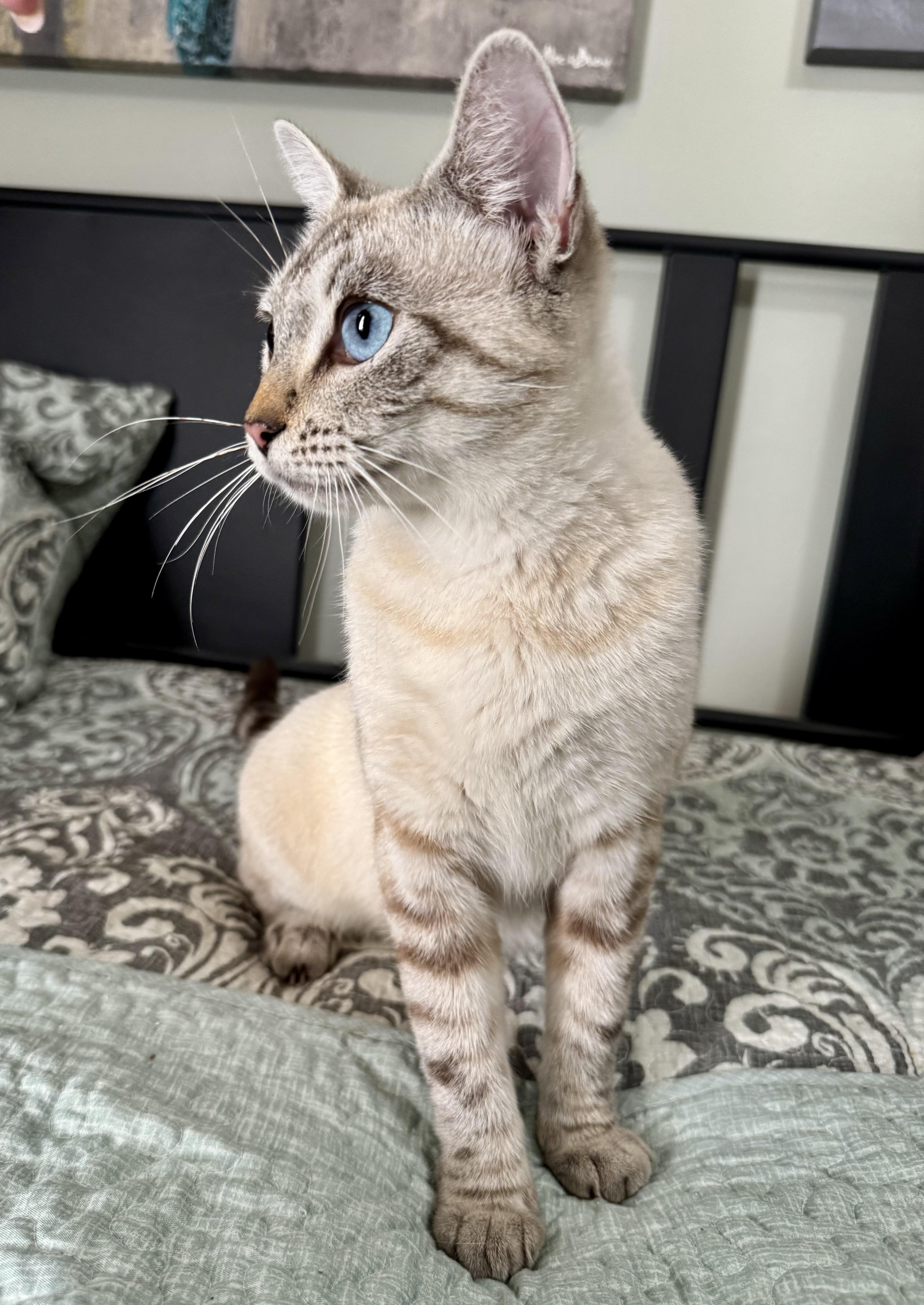 Champagne, a Adoptable mixed breed in Tallahassee, FL image 5/6