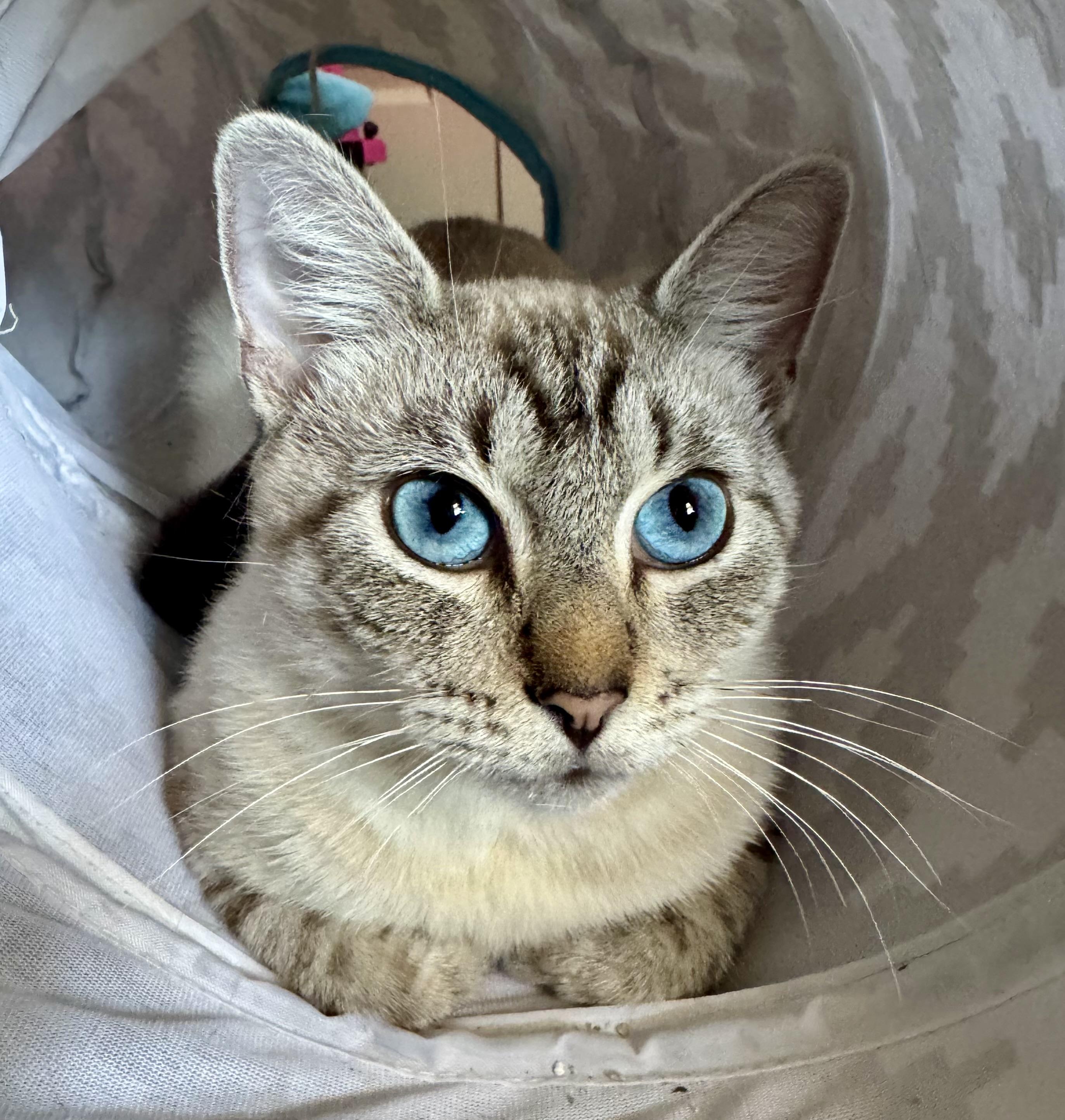 Champagne, Adoptable, Young Female Siamese & Tabby.