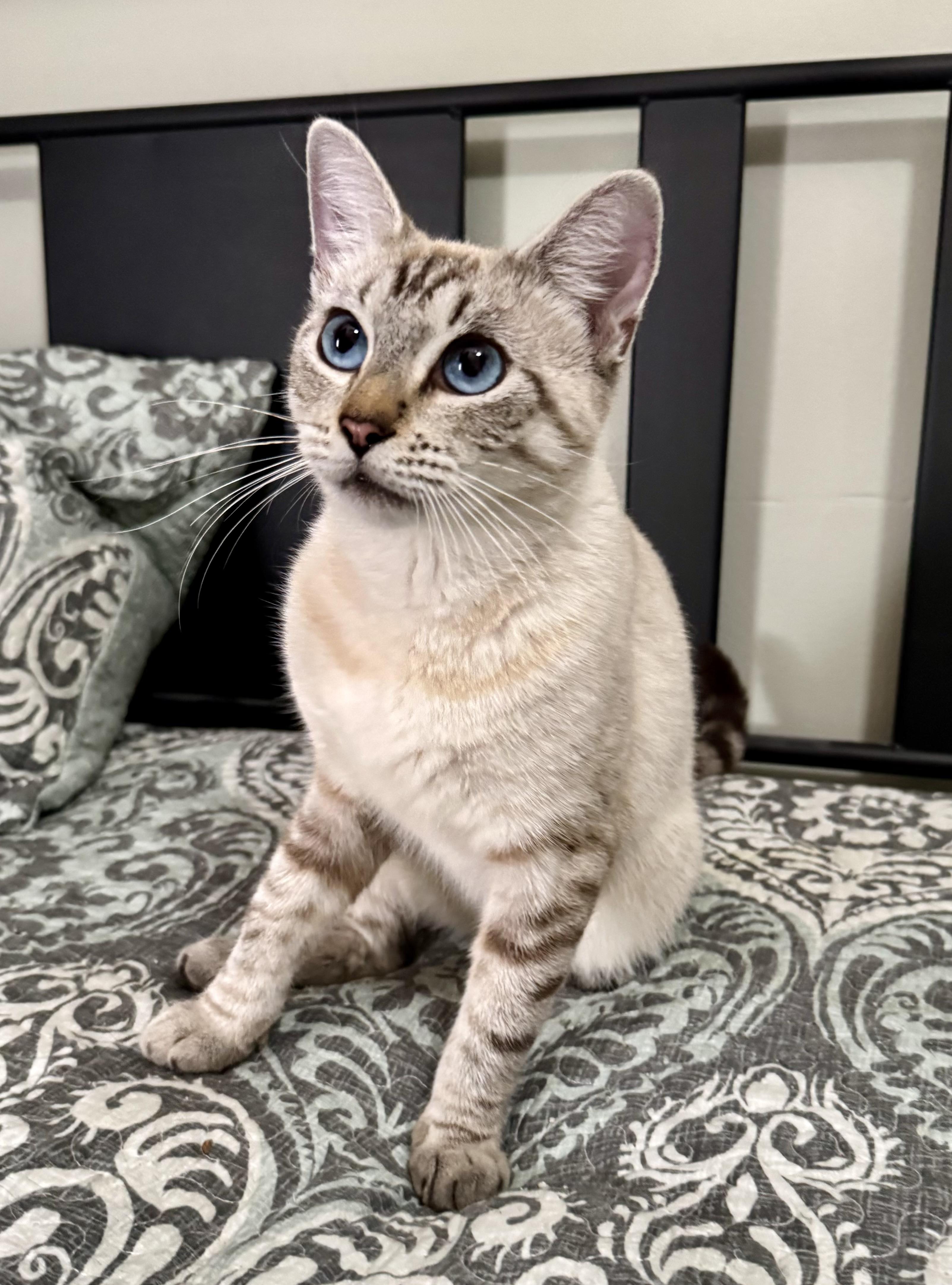 Champagne, a Adoptable mixed breed in Tallahassee, FL image 6/6