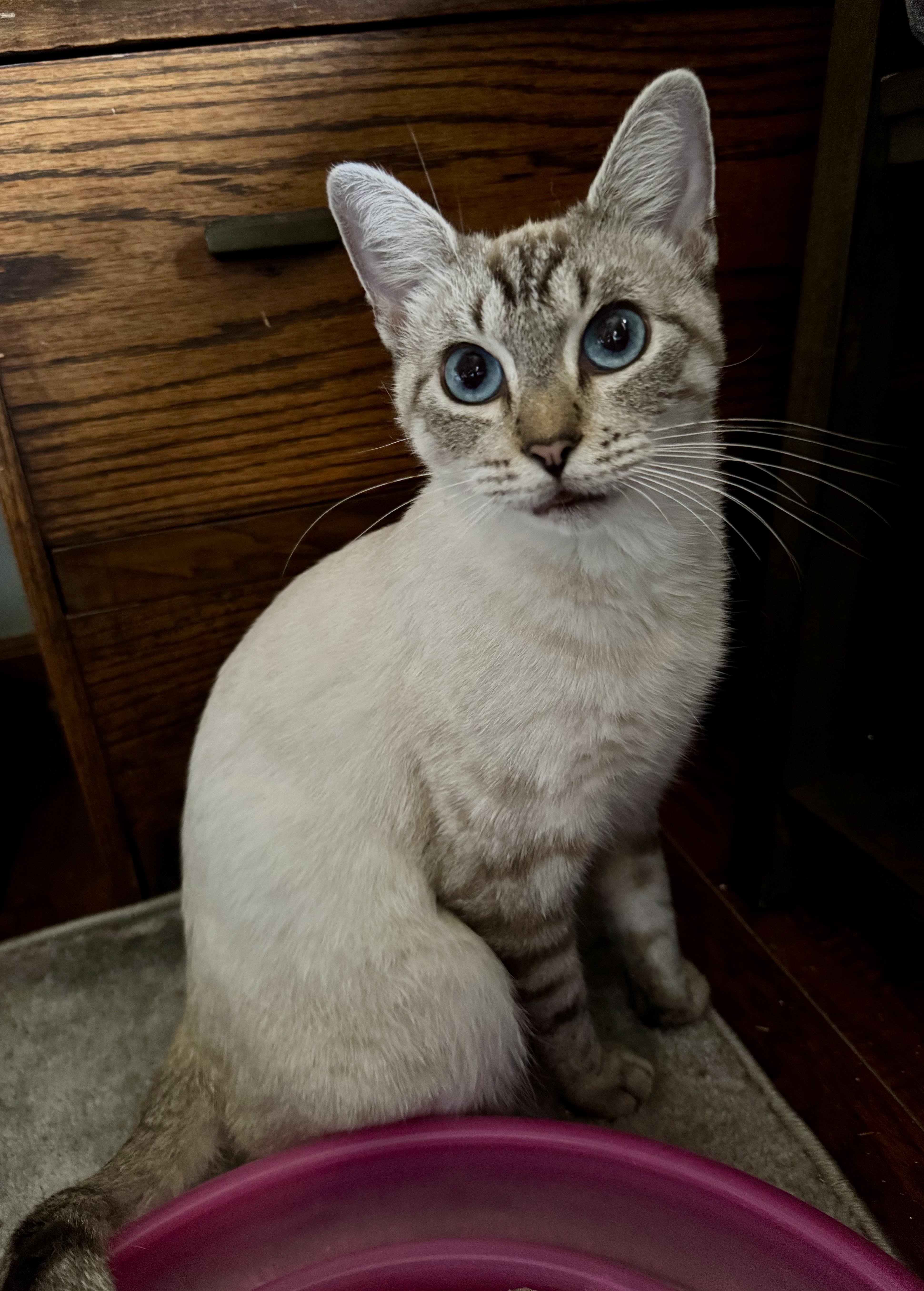 Champagne, a Adoptable mixed breed in Tallahassee, FL image 4/6