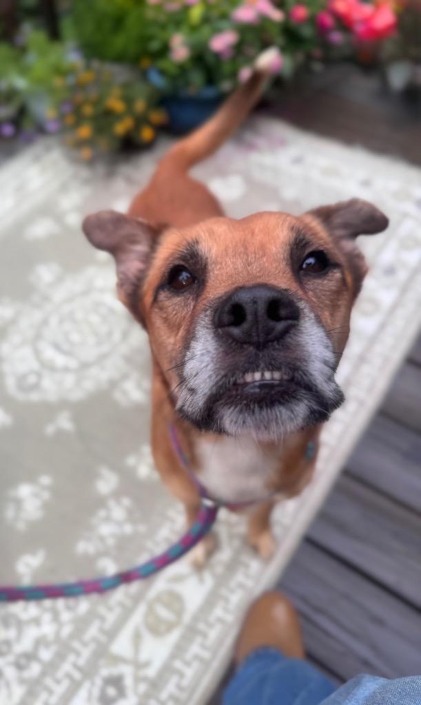 Edgar-Allen Crow, Adoptable, Adult Male Shepherd.