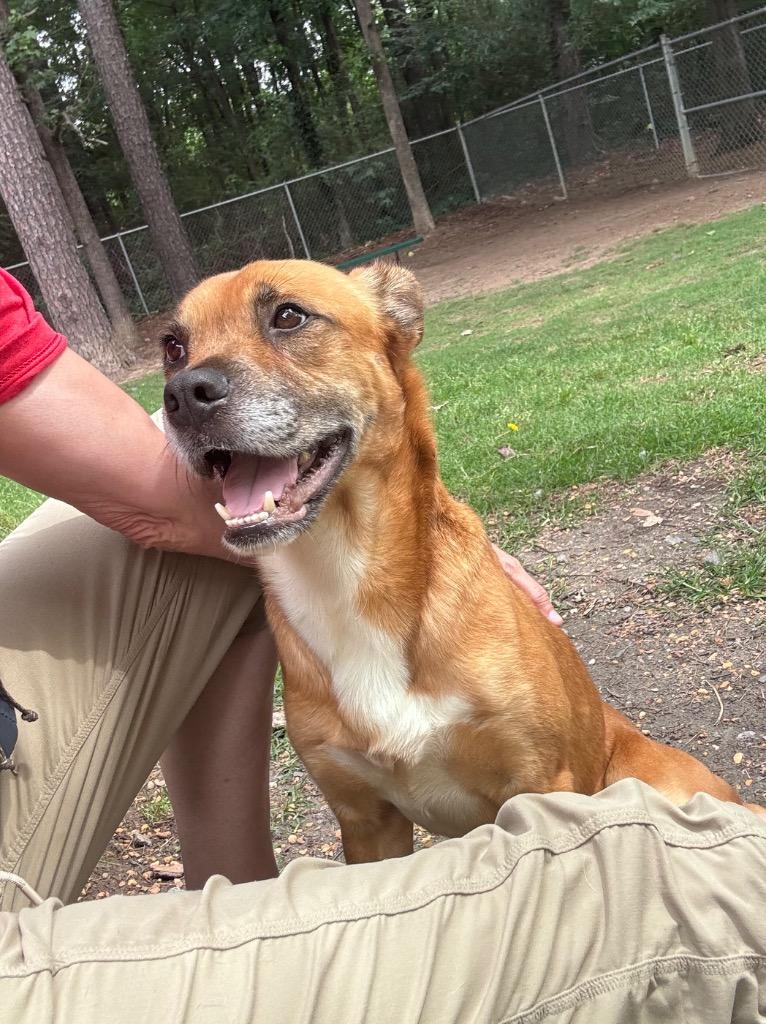 Enlarge Edgar-Allen Crow, a Adoptable mixed breed in Little Rock, AR image 2/6