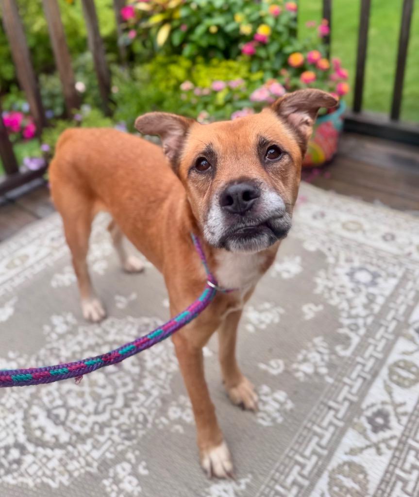 Enlarge Edgar-Allen Crow, a Adoptable mixed breed in Little Rock, AR image 3/6