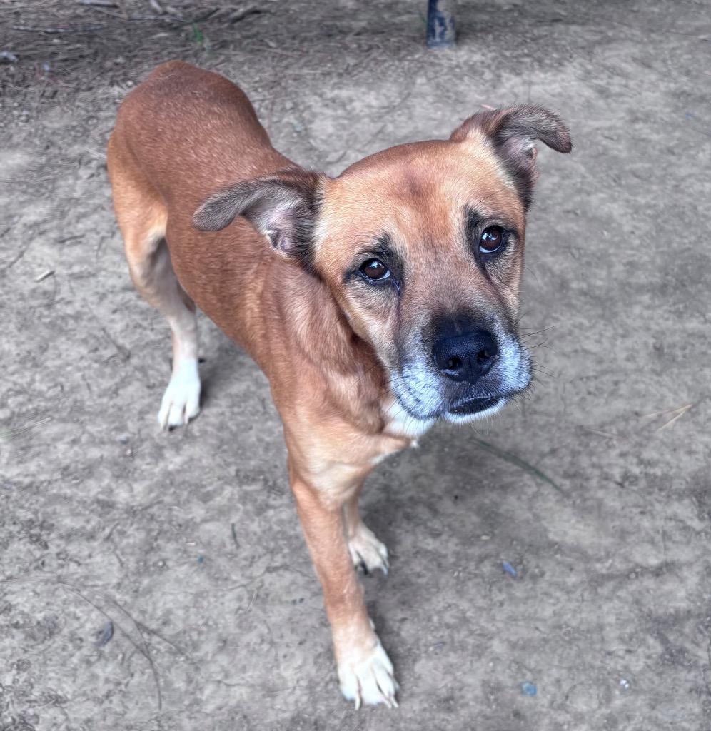 Enlarge Edgar-Allen Crow, a Adoptable mixed breed in Little Rock, AR image 4/6