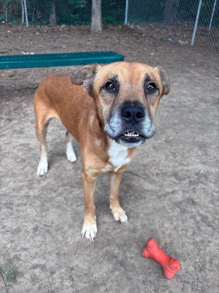 Enlarge Edgar-Allen Crow, a Adoptable mixed breed in Little Rock, AR image 5/6