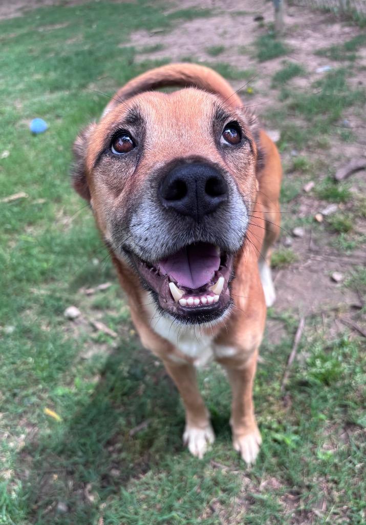 Enlarge Edgar-Allen Crow, a Adoptable mixed breed in Little Rock, AR image 6/6
