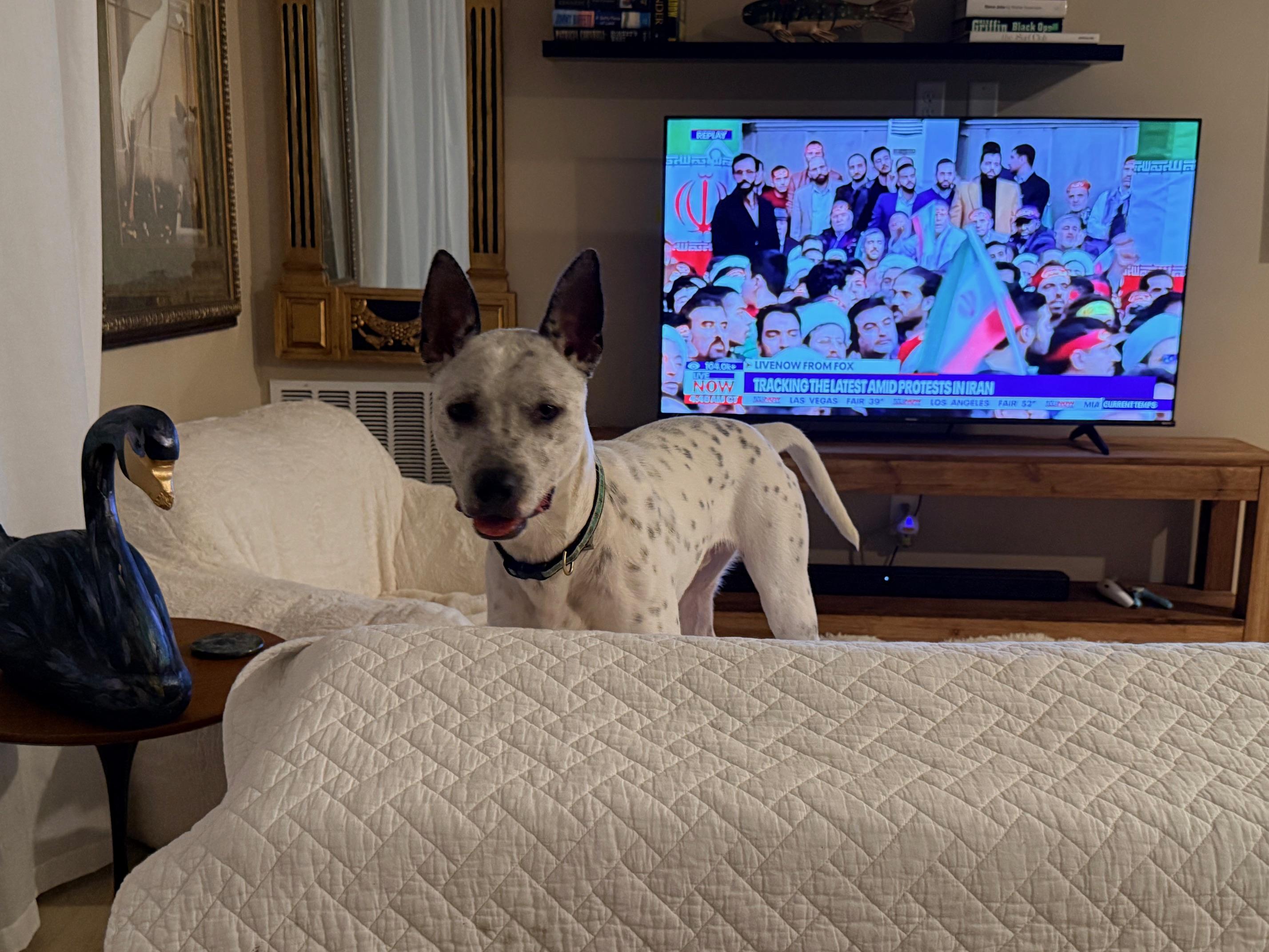 Enlarge Posty, a Adoptable Australian Cattle Dog / Blue Heeler in Bradenton, FL image 1/6