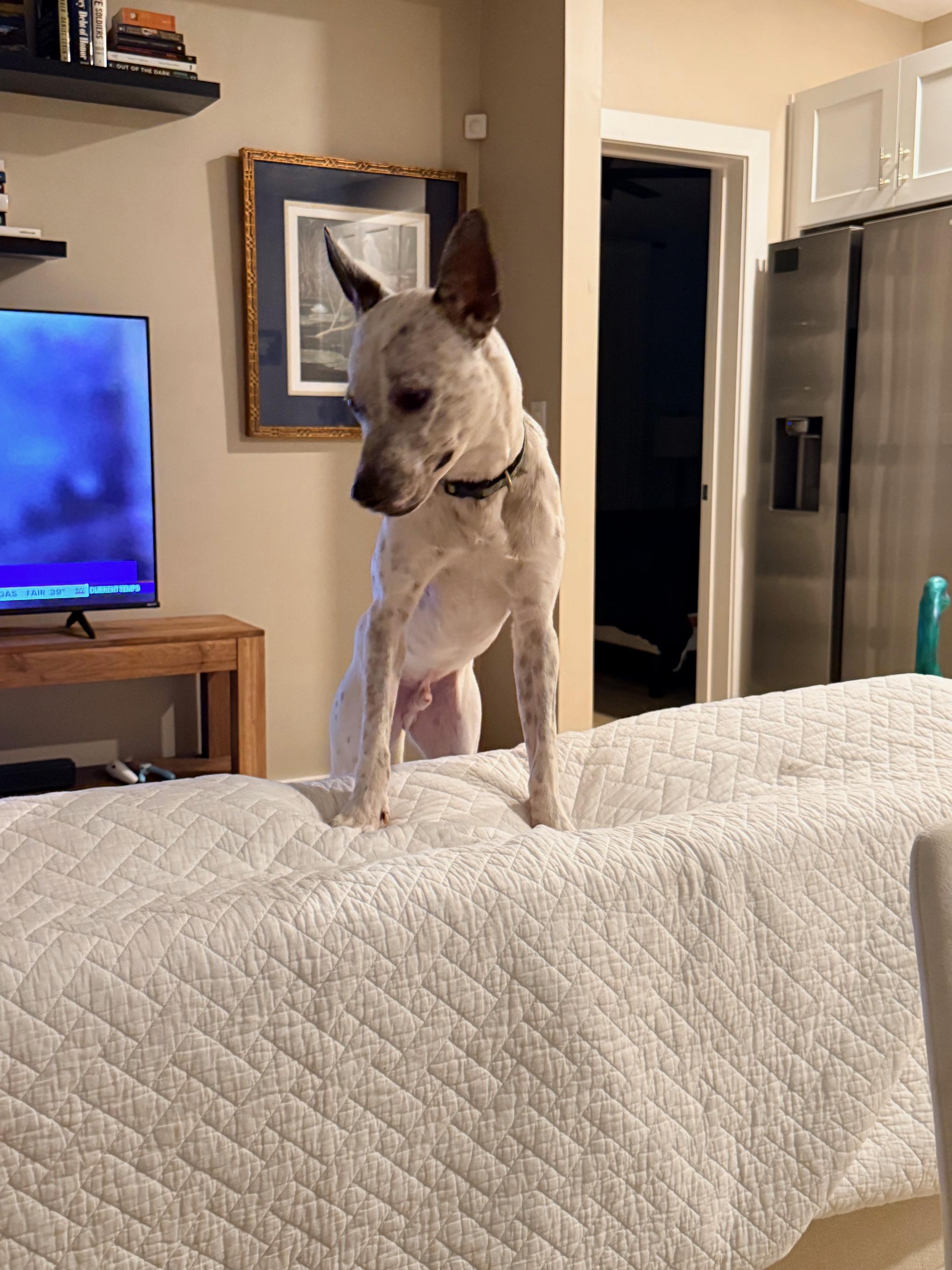 Enlarge Posty, a Adoptable Australian Cattle Dog / Blue Heeler in Bradenton, FL image 2/6