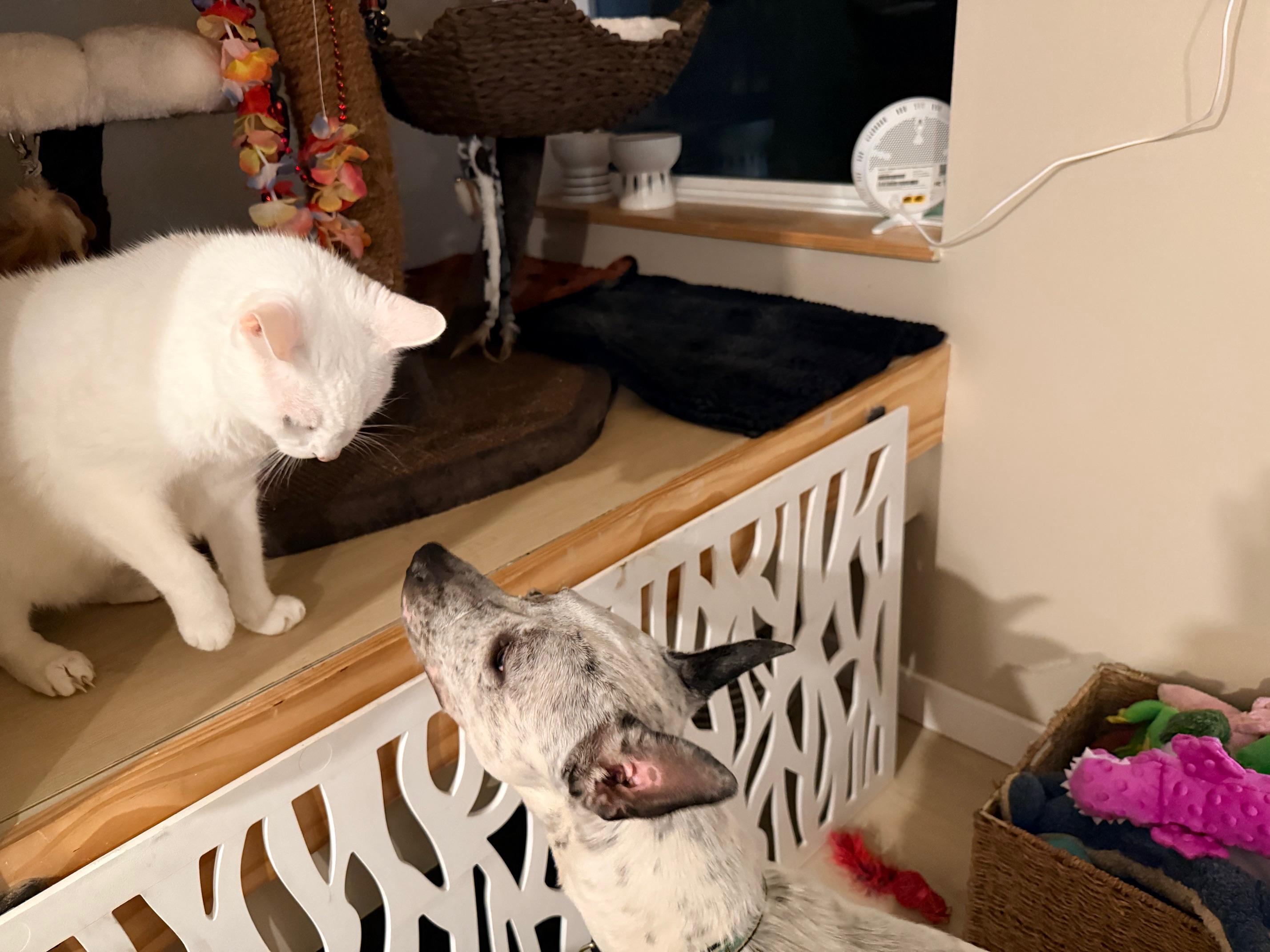 Enlarge Posty, a Adoptable Australian Cattle Dog / Blue Heeler in Bradenton, FL image 3/6